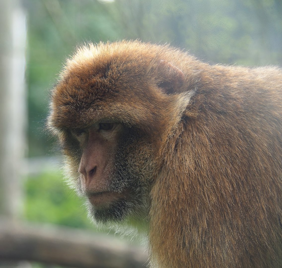 Barbary macaque (Macaca sylvanus), 2023-04-18