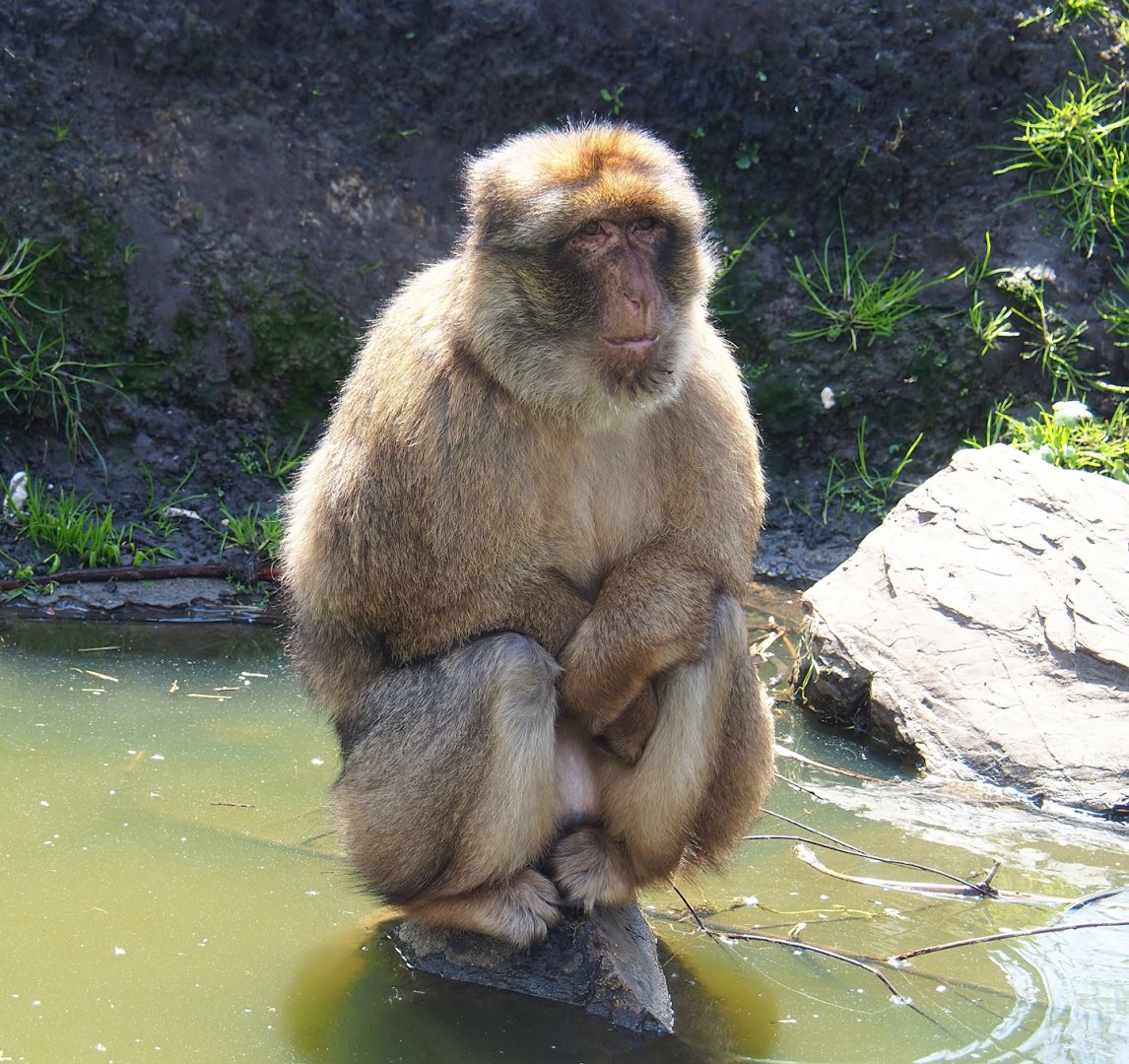 Barbary macaque (Macaca sylvanus), 2023-04-30