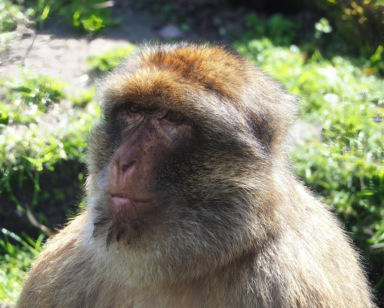 Barbary macaque (Macaca sylvanus), 2023-04-30