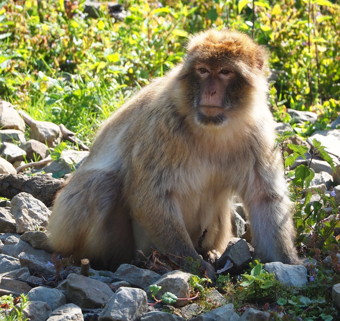 Barbary macaque (Macaca sylvanus), 2023-06-04