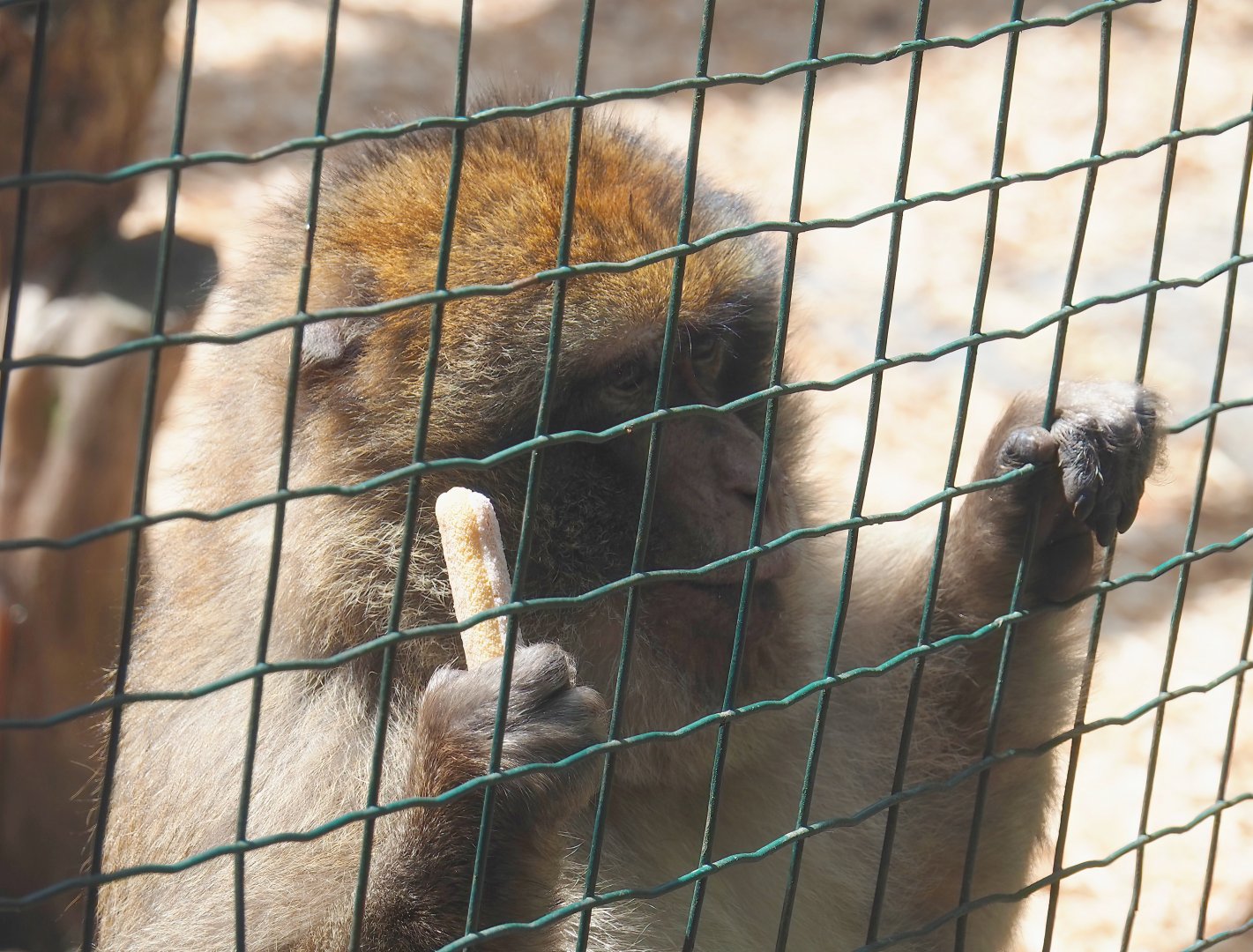 Barbary macaque (Macaca sylvanus), 2023-06-24