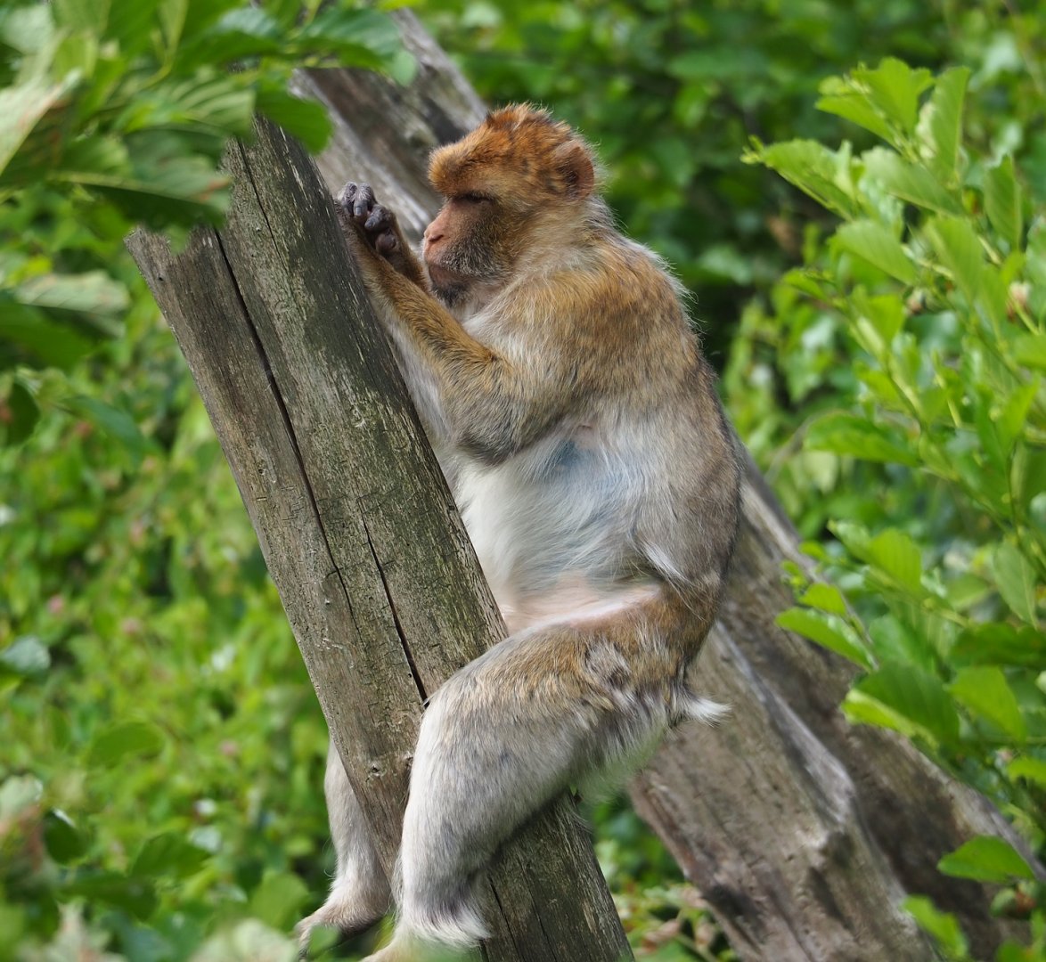 Barbary macaque (Macaca sylvanus), 2023-07-18
