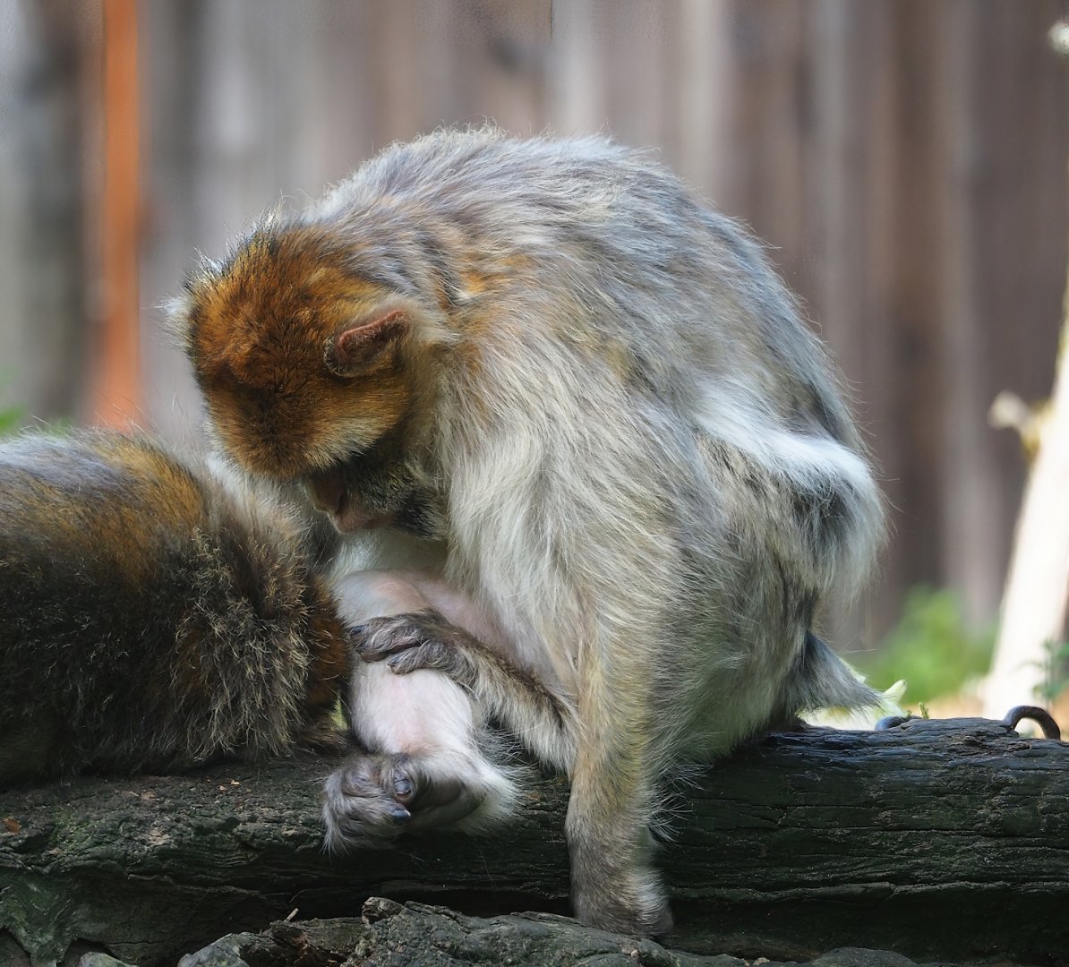 Barbary macaque (Macaca sylvanus), 2023-07-18