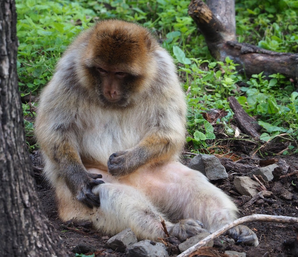 Barbary macaque (Macaca sylvanus), 2023-07-26