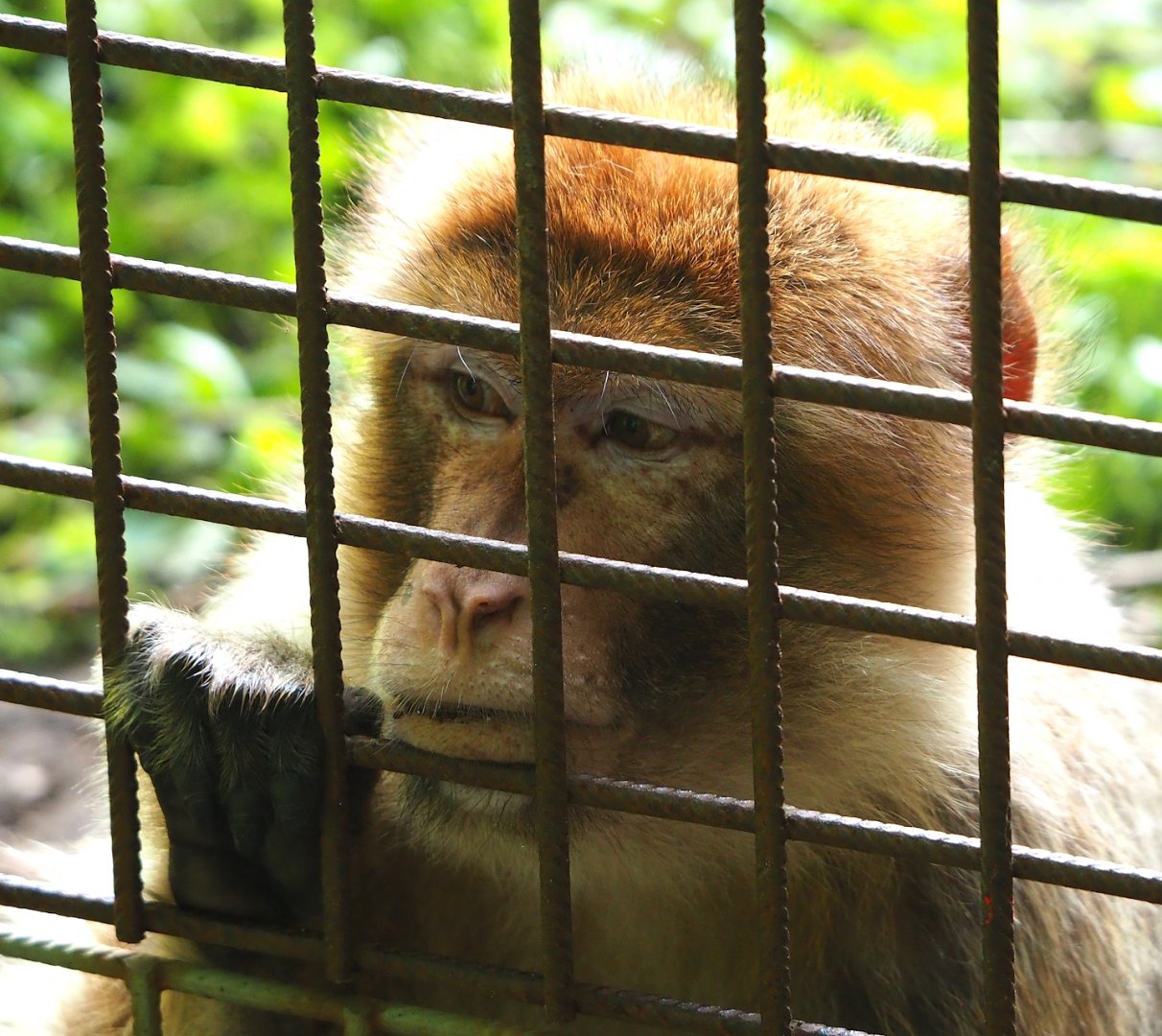 Barbary macaque (Macaca sylvanus), 2023-09-19