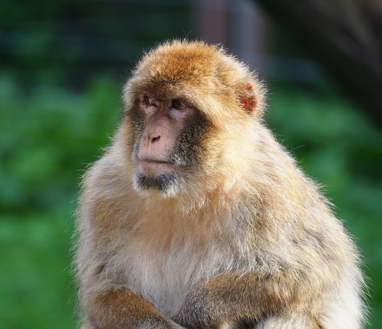 Barbary macaque (Macaca sylvanus), 2023-09-19