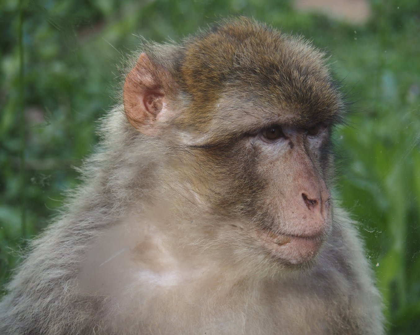 Barbary macaque (Macaca sylvanus), 2024-08-21