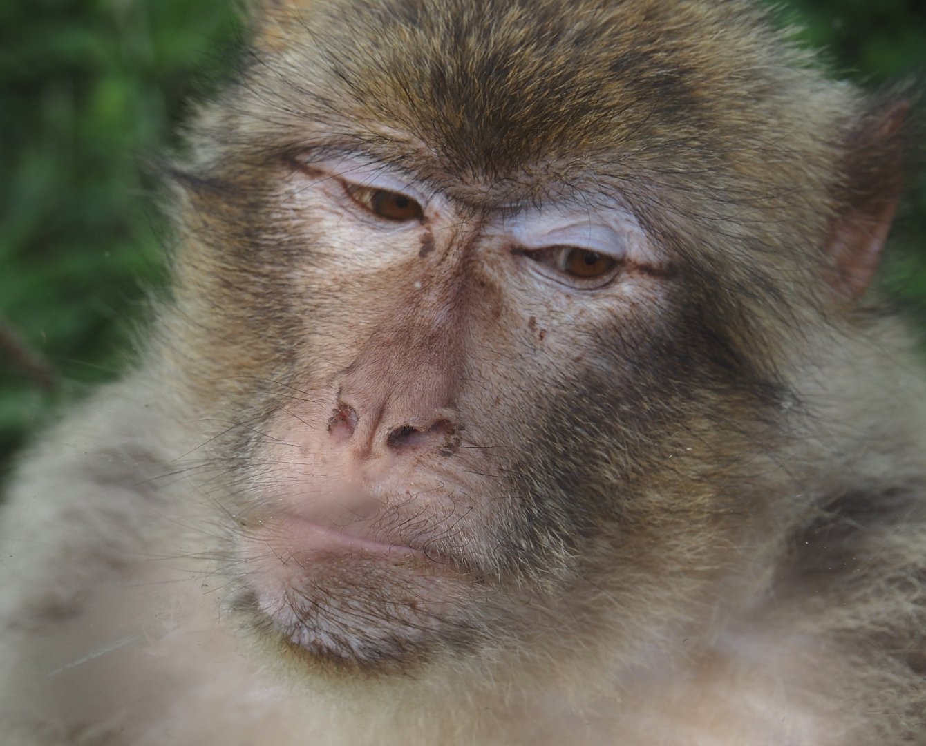 Barbary macaque (Macaca sylvanus), 2024-08-21