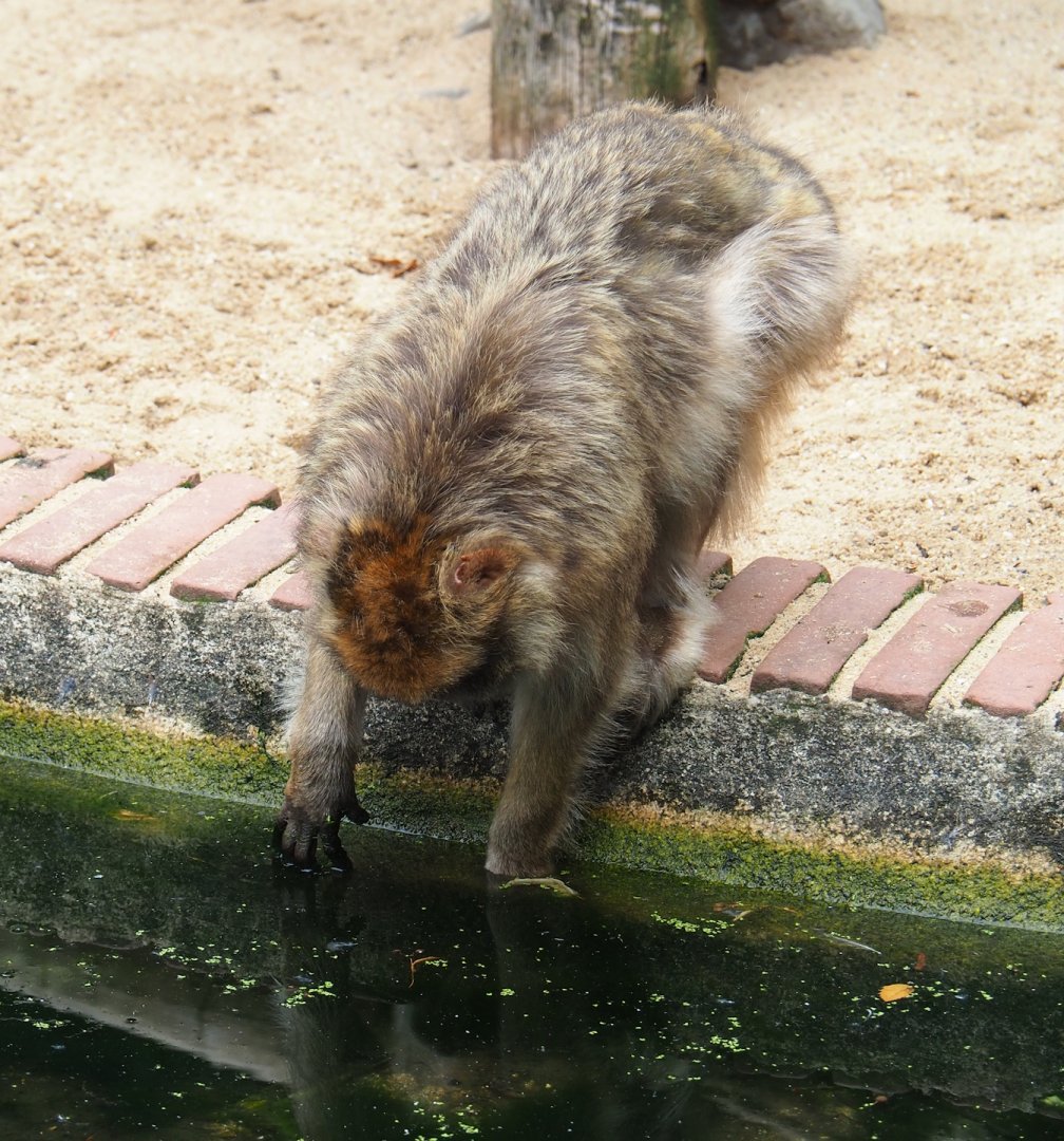 Barbary macaque (Macaca sylvanus), fishing algae out of moat, 2023-08-17