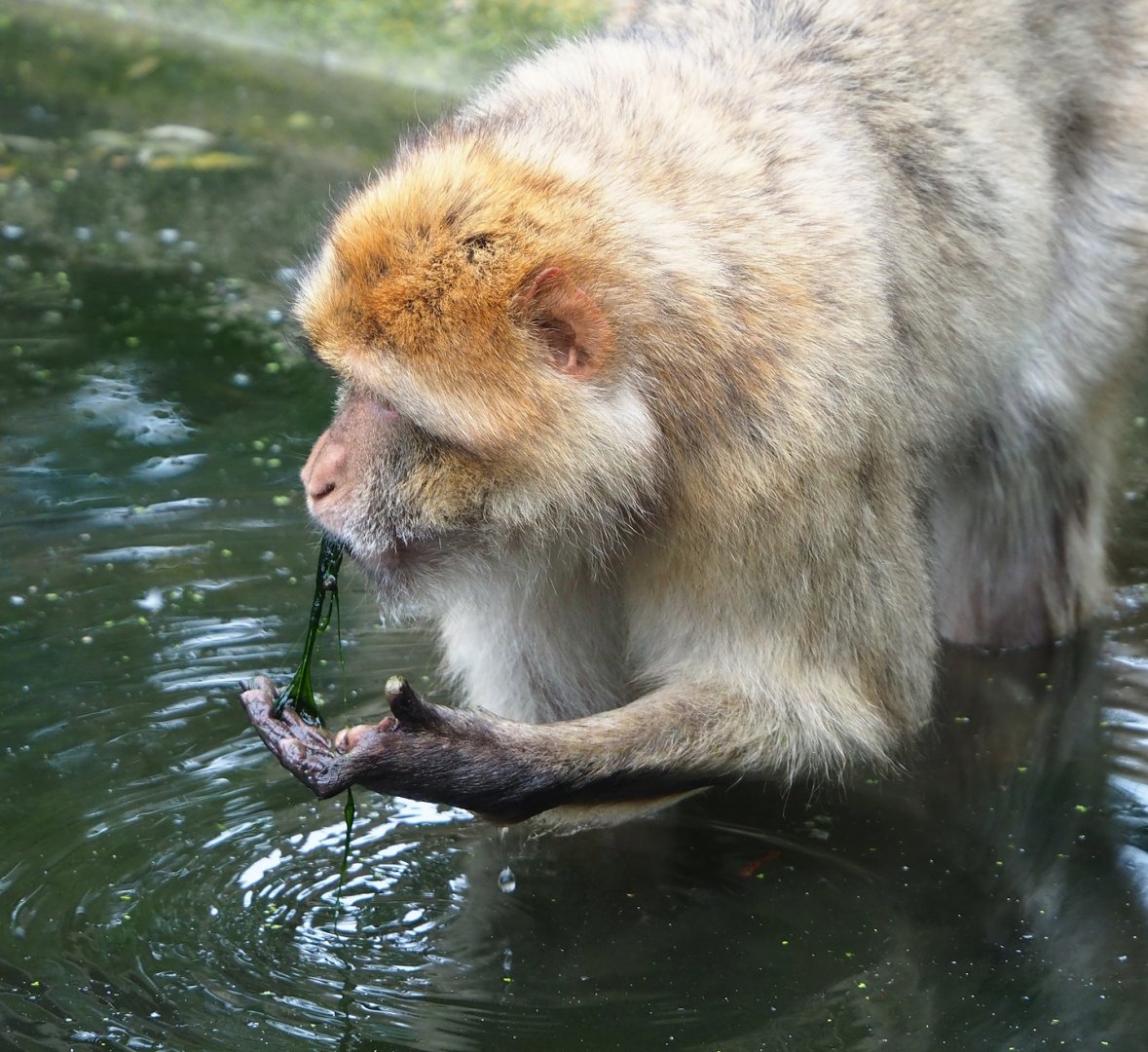 Barbary macaque (Macaca sylvanus), fishing algae out of moat, 2023-08-17