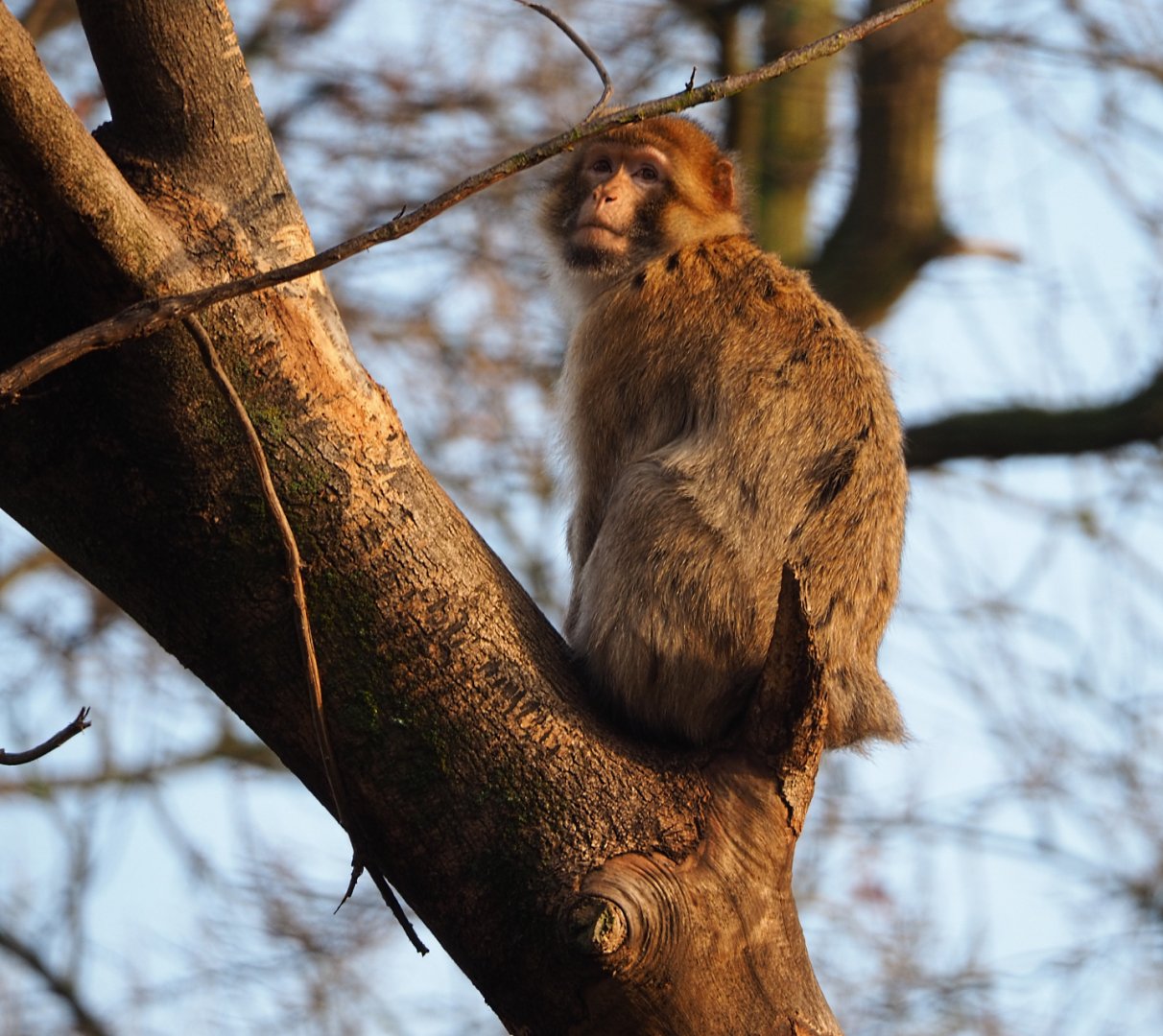 Barbary macaque (Macaca sylvanus) in a tree, 2019-12-28