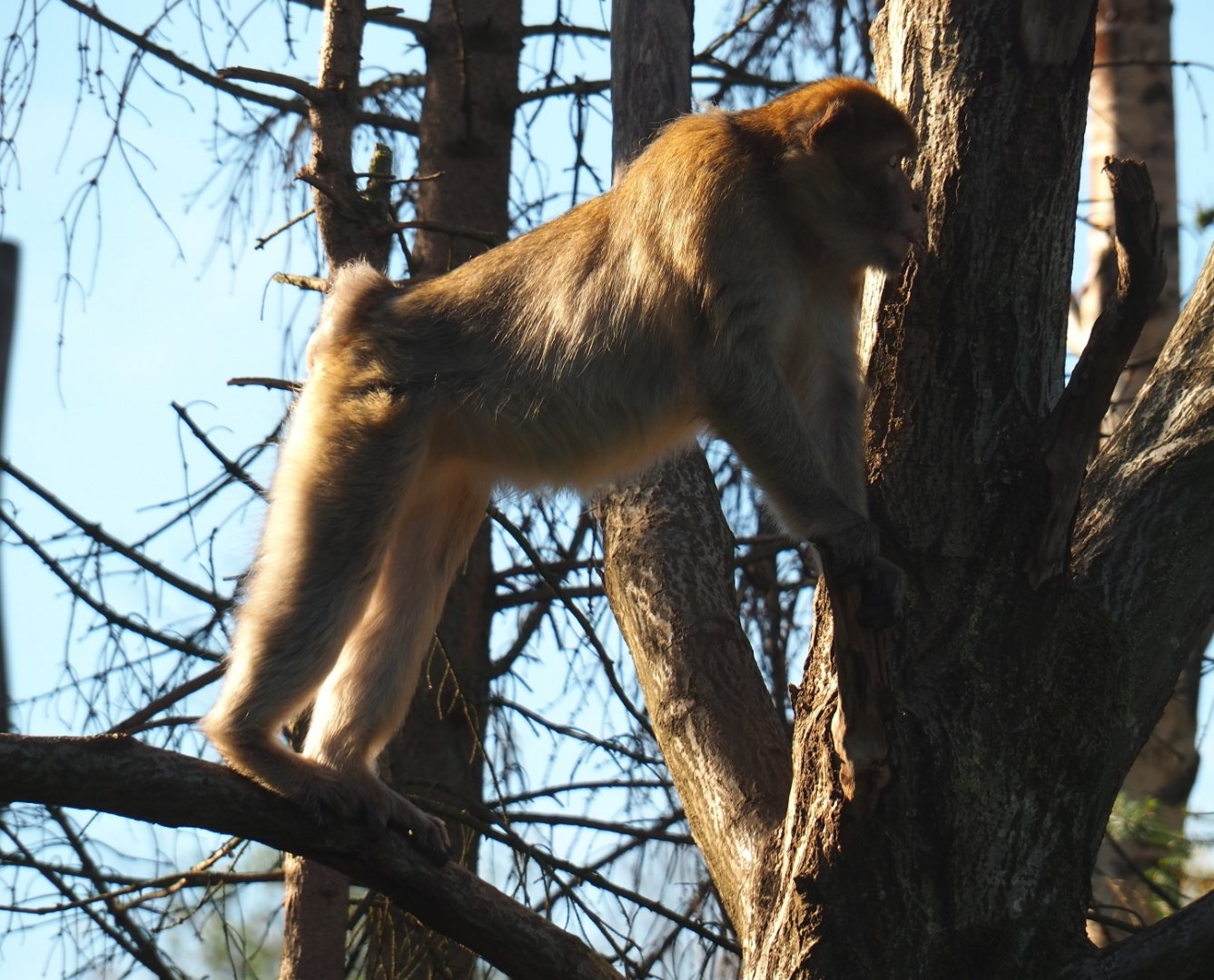 Barbary macaque (Macaca sylvanus), Oct 13th, 2018