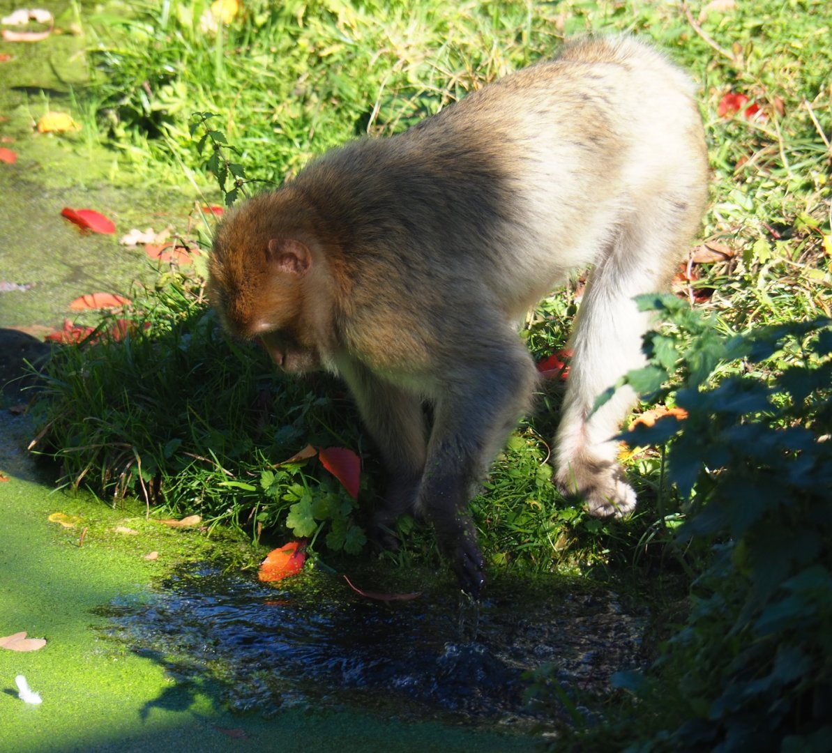 Barbary macaque (Macaca sylvanus), Oct 13th, 2018
