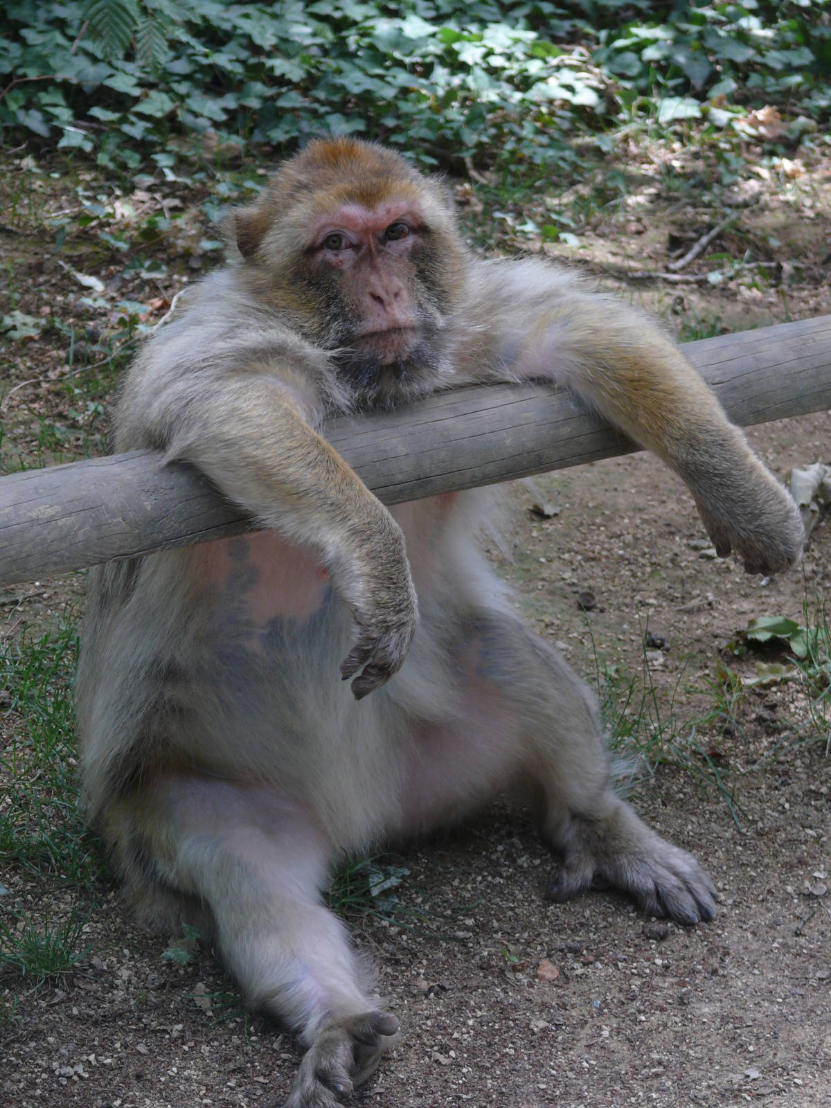 Barbary macaque (Macaca sylvanus)