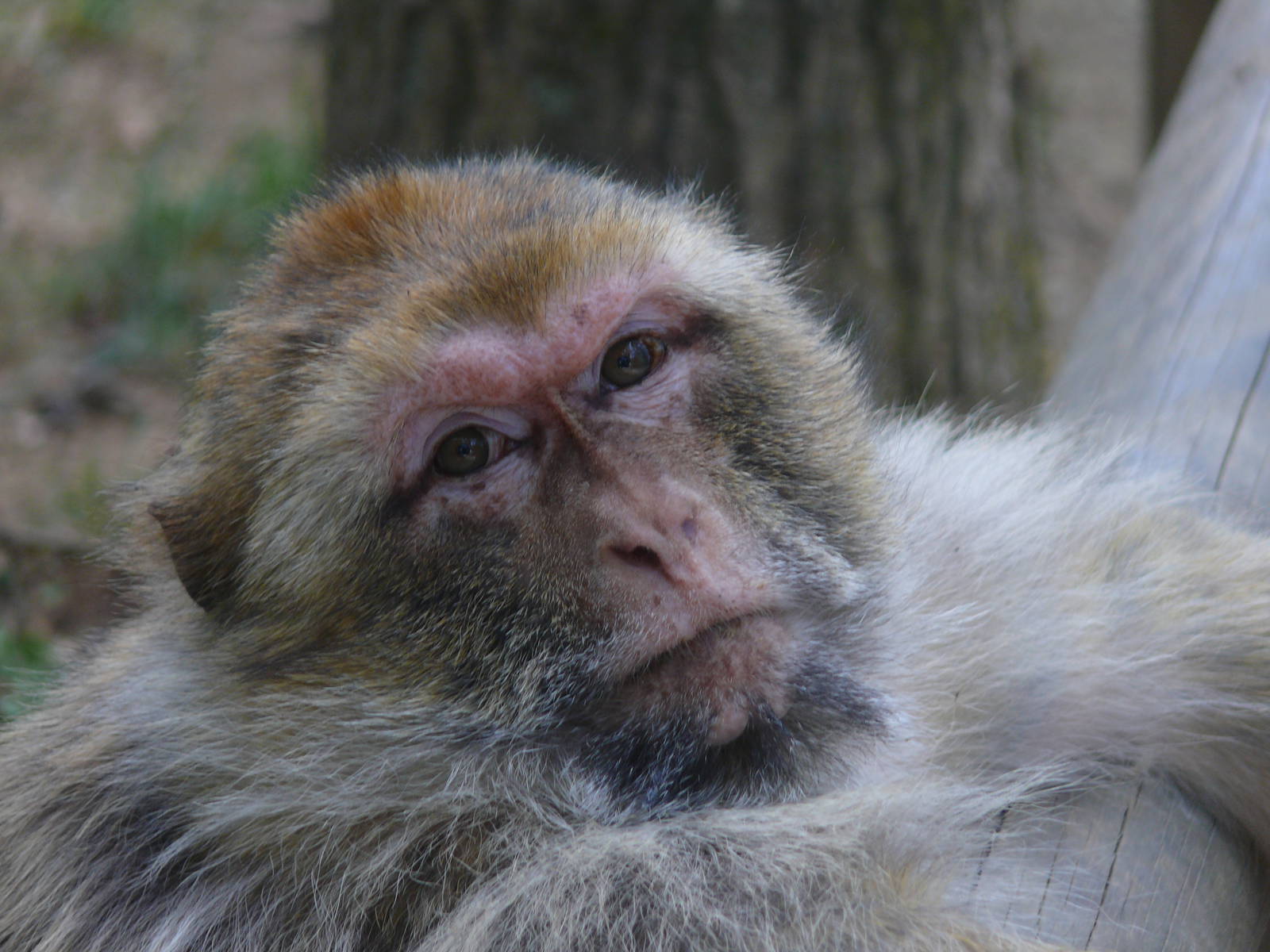 Barbary macaque (Macaca sylvanus)