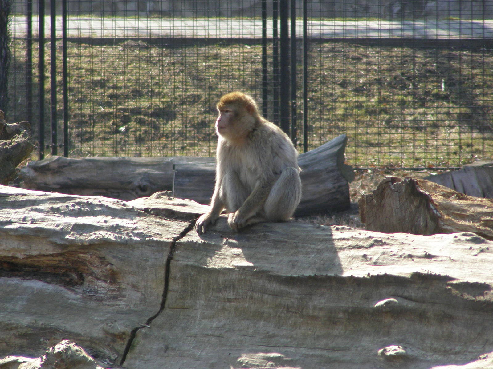 barbary macaque (Macaca sylvanus)