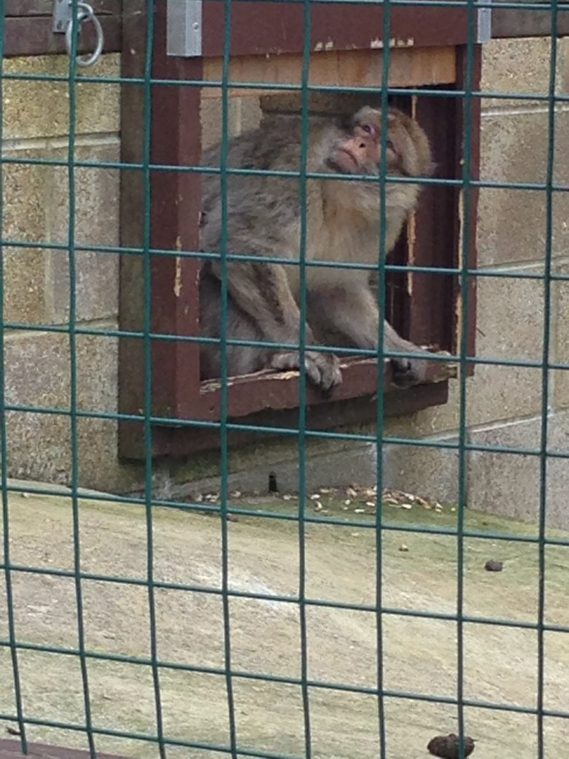Barbary Macaque - (Macaca Sylvanus)