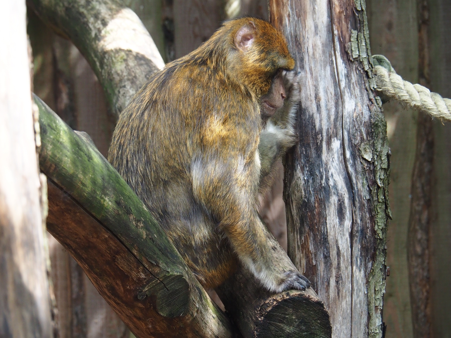 Barbary macaque (Macaca sylvanus)