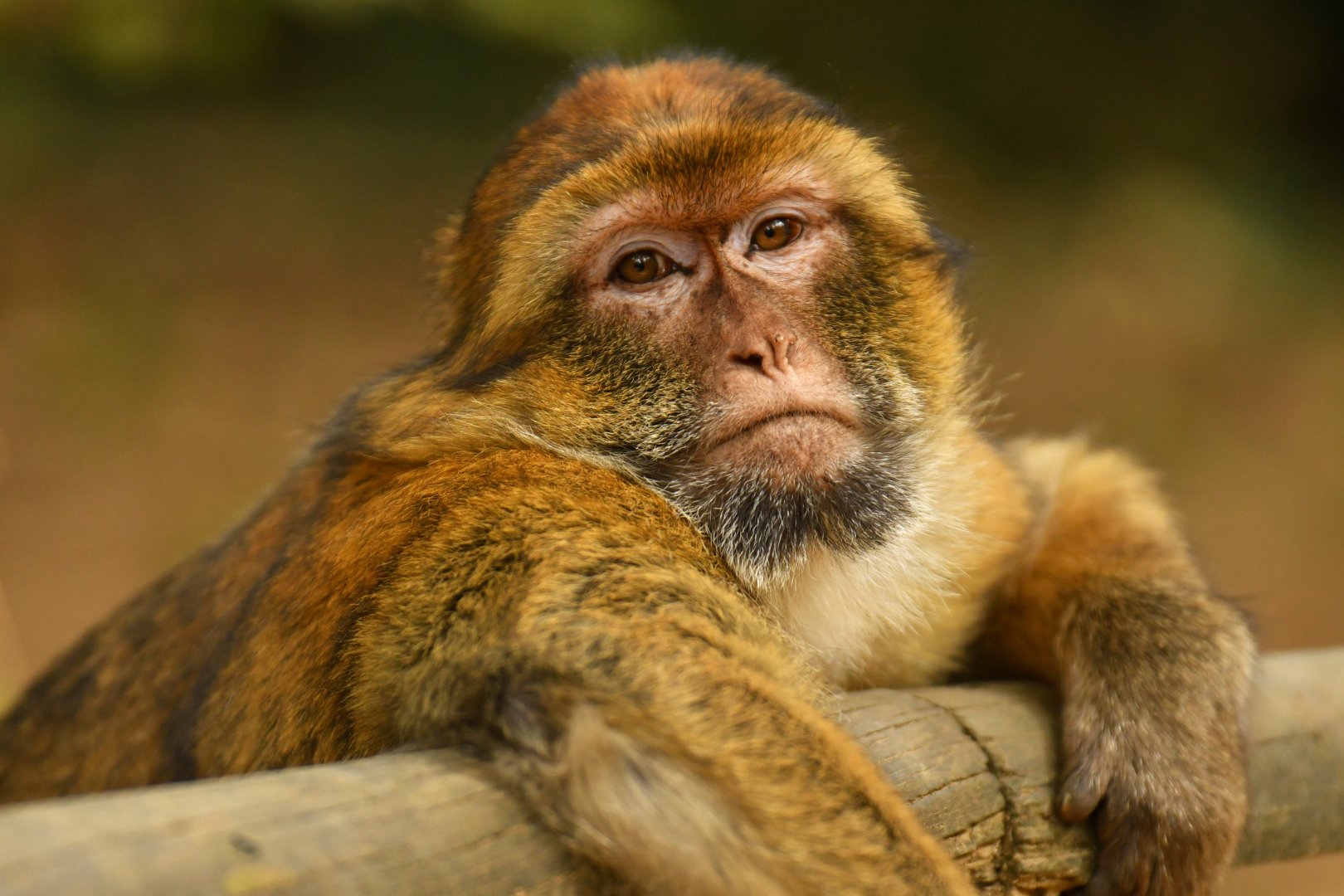 Barbary macaque (Macaca sylvanus)