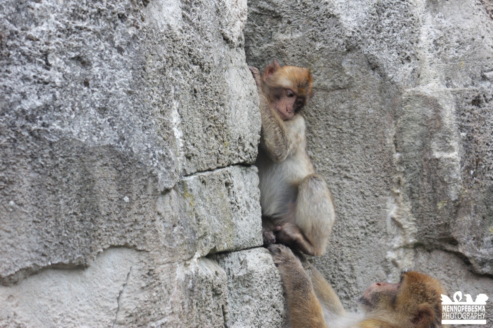 Barbary macaque (Macaca sylvanus)