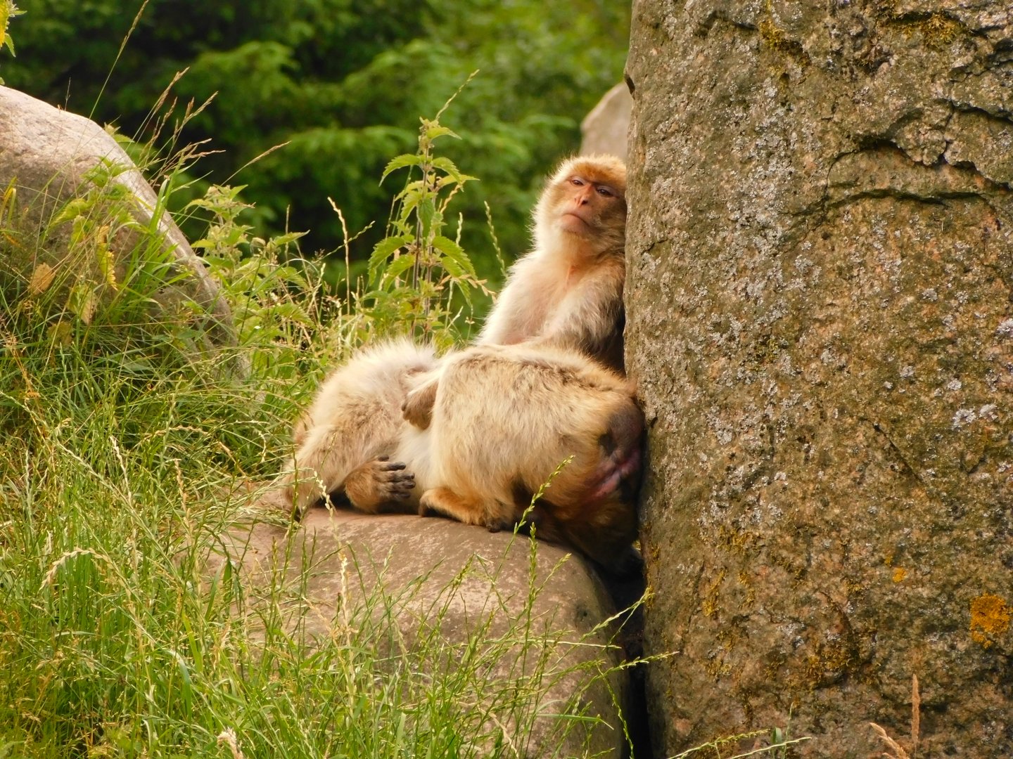 Barbary Macaque (Macaca sylvanus)