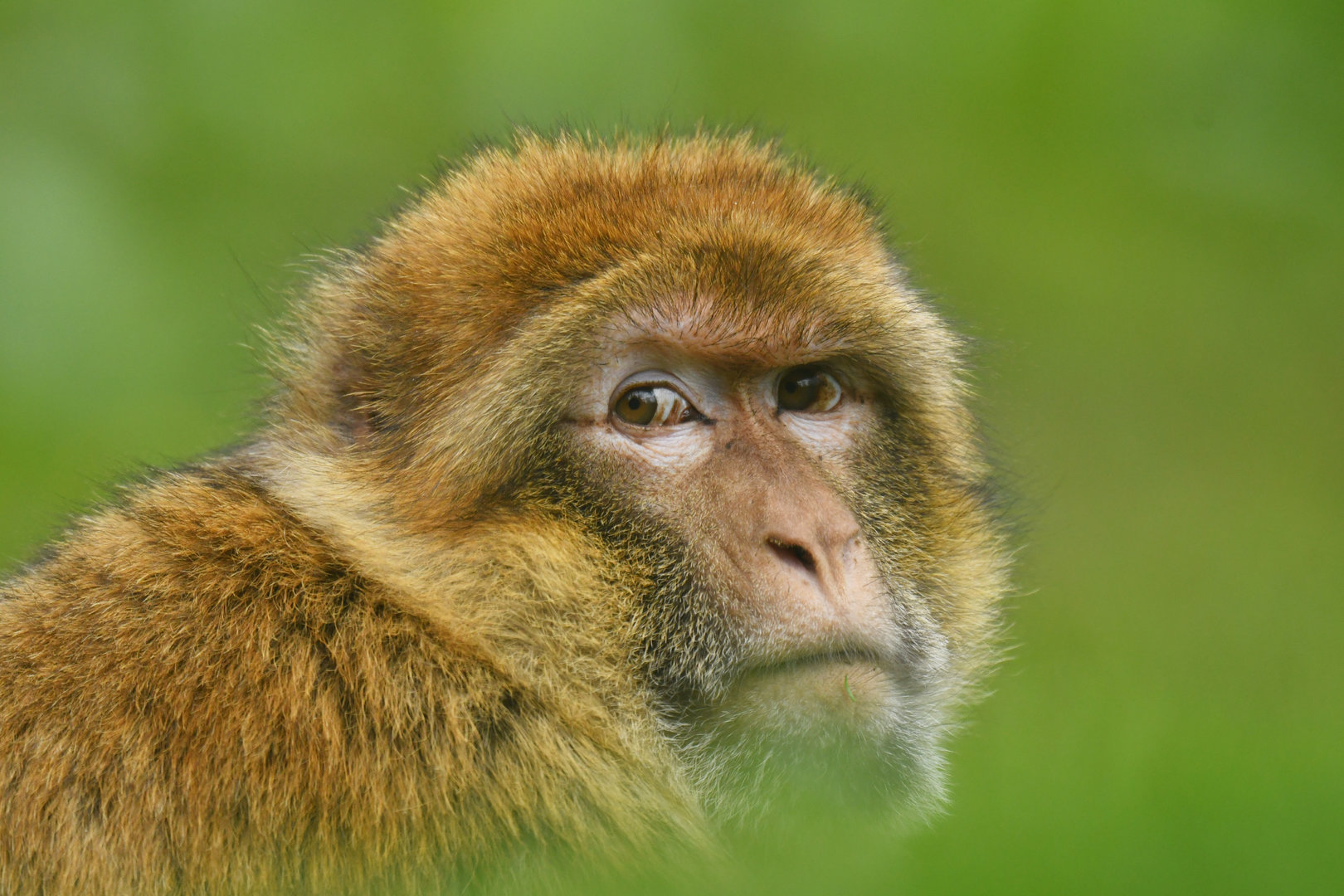 Barbary macaque (Macaca sylvanus)