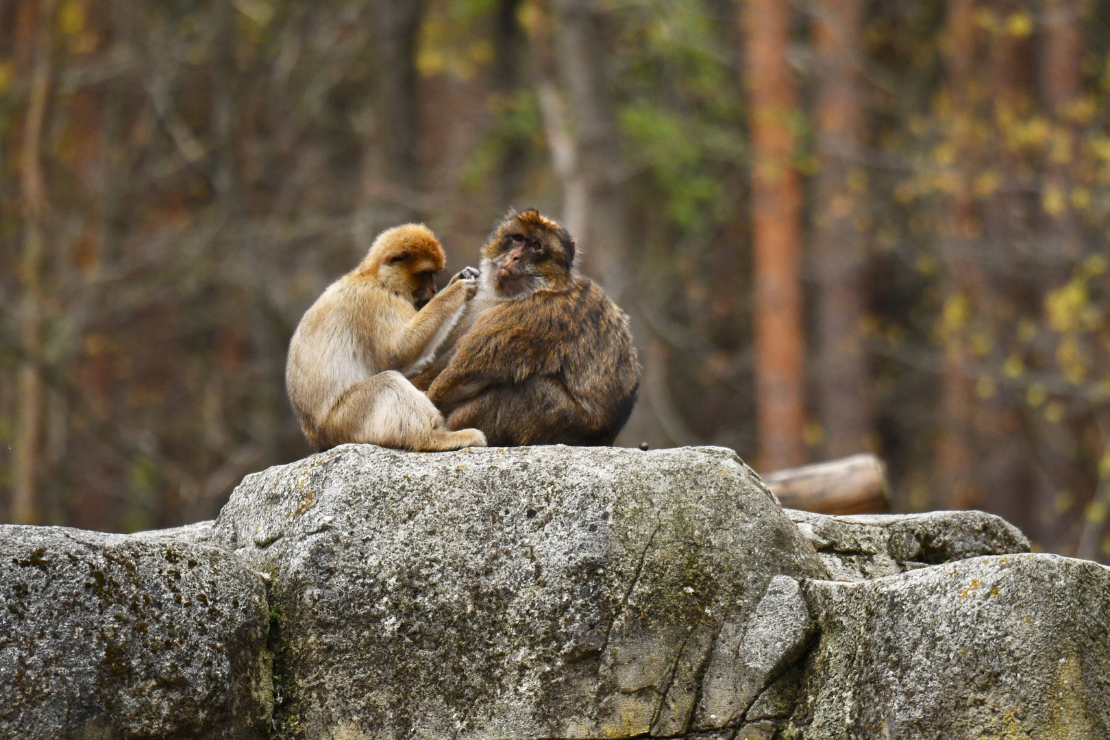 Barbary macaque (Macaca sylvanus)