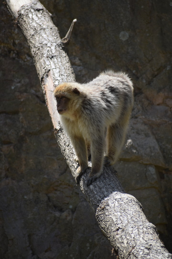 Barbary macaque - Macaca sylvanus