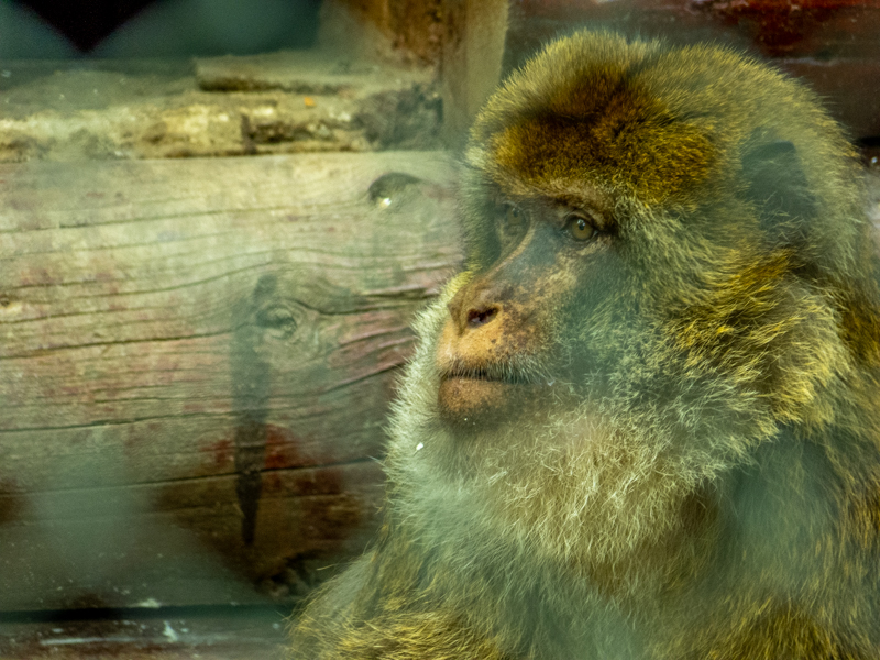 Barbary macaque (Macaca sylvanus)