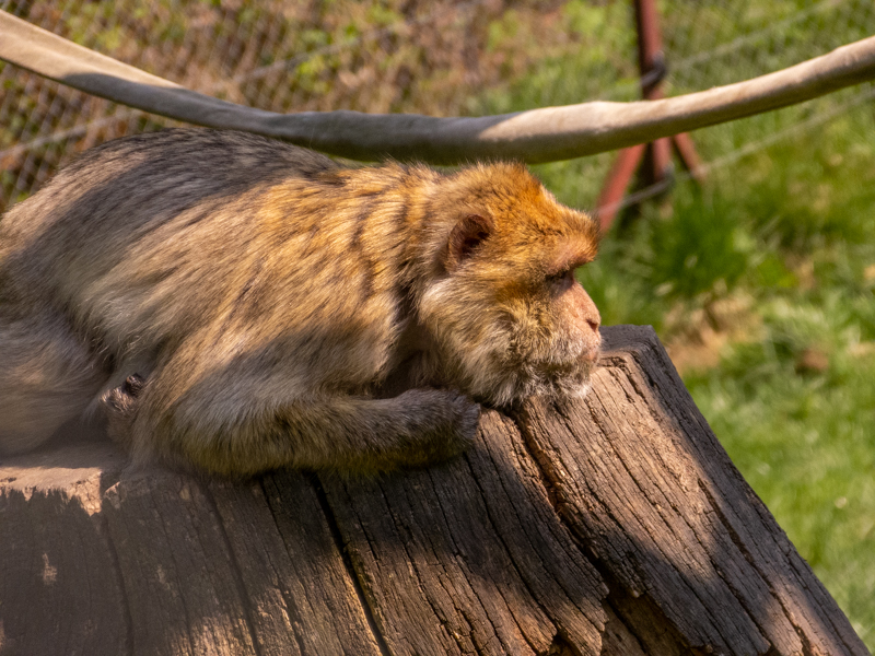 Barbary macaque (Macaca sylvanus)
