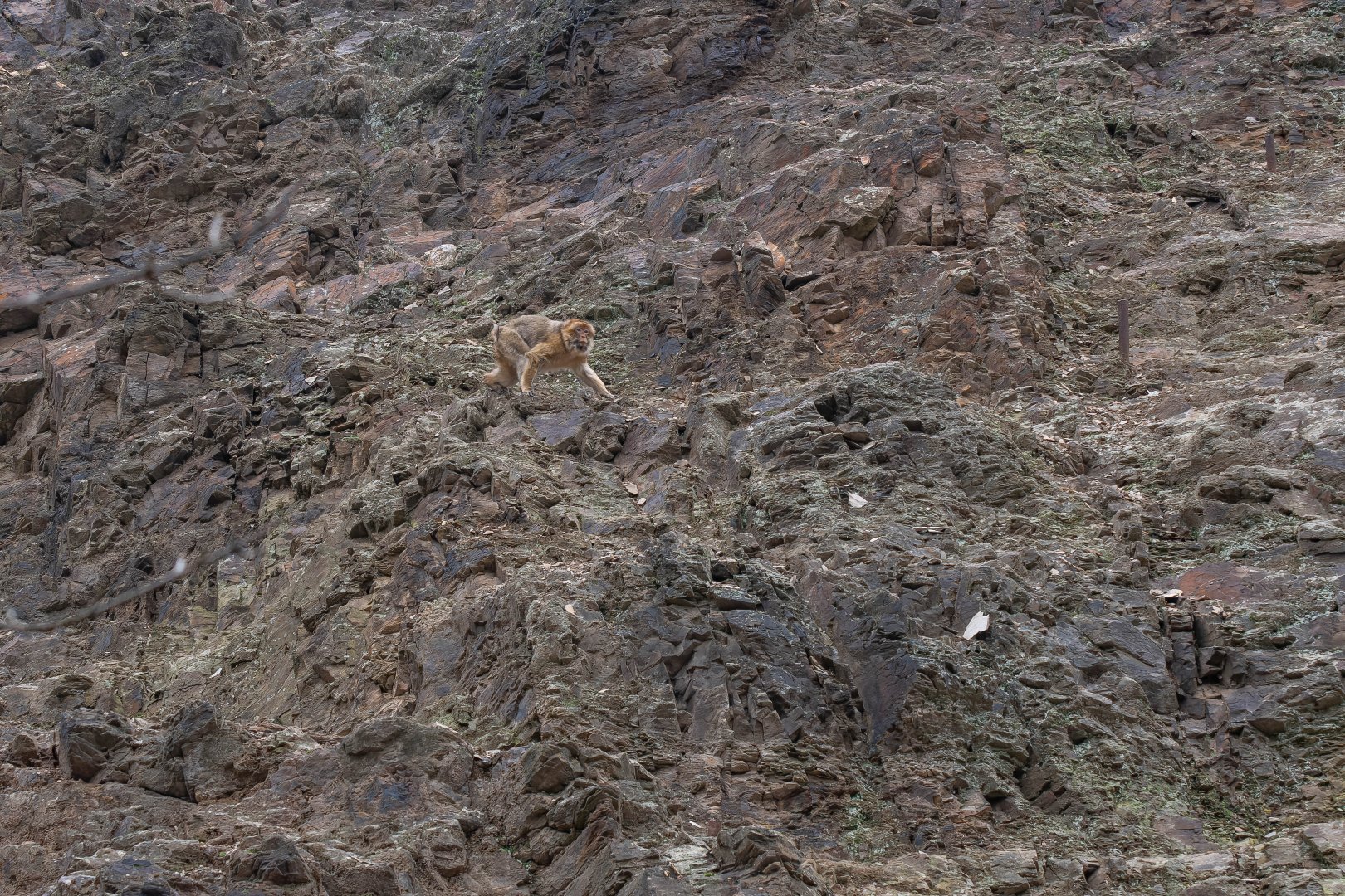 Barbary macaque (Macaca sylvanus)