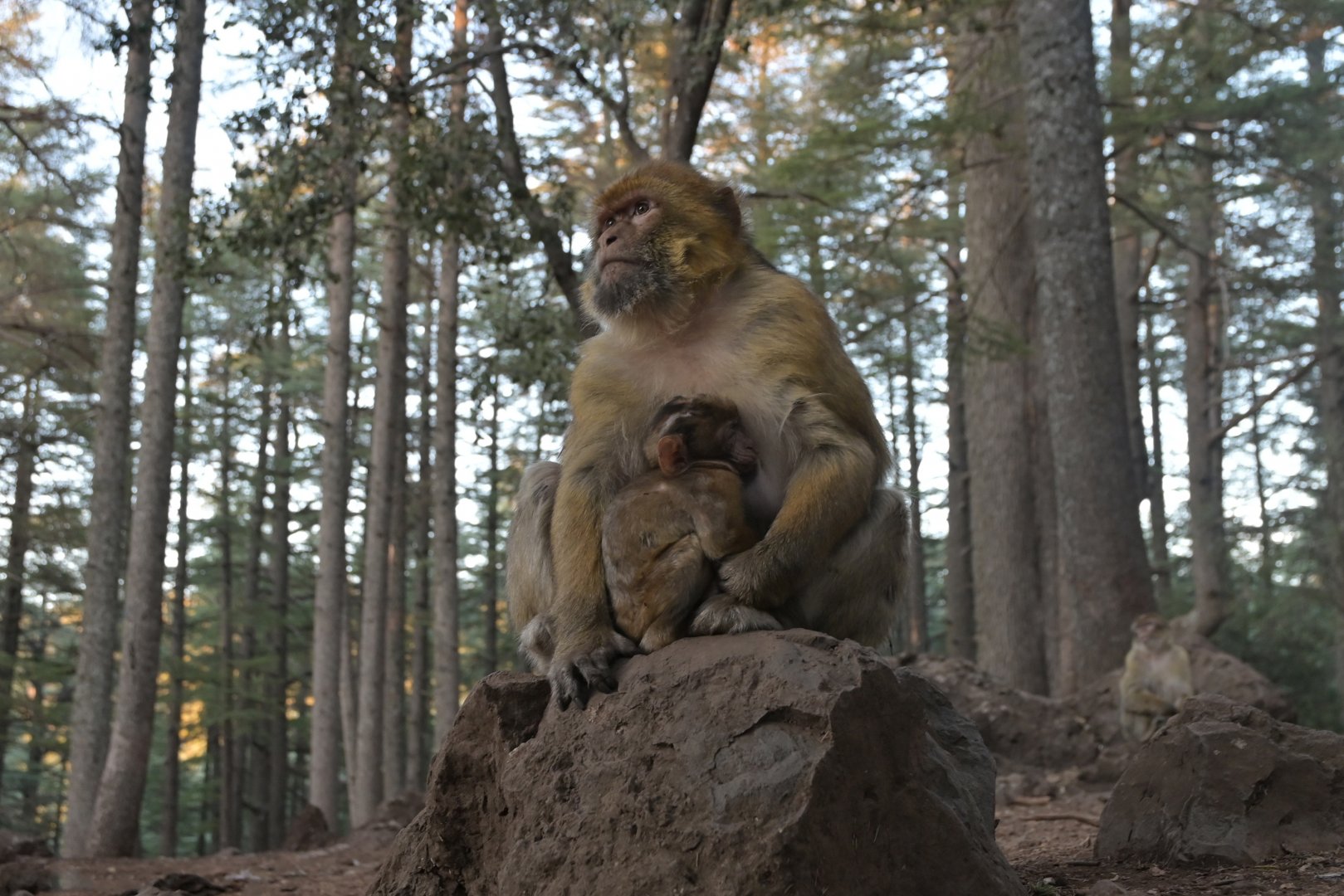 Barbary macaque (Macaca sylvanus)