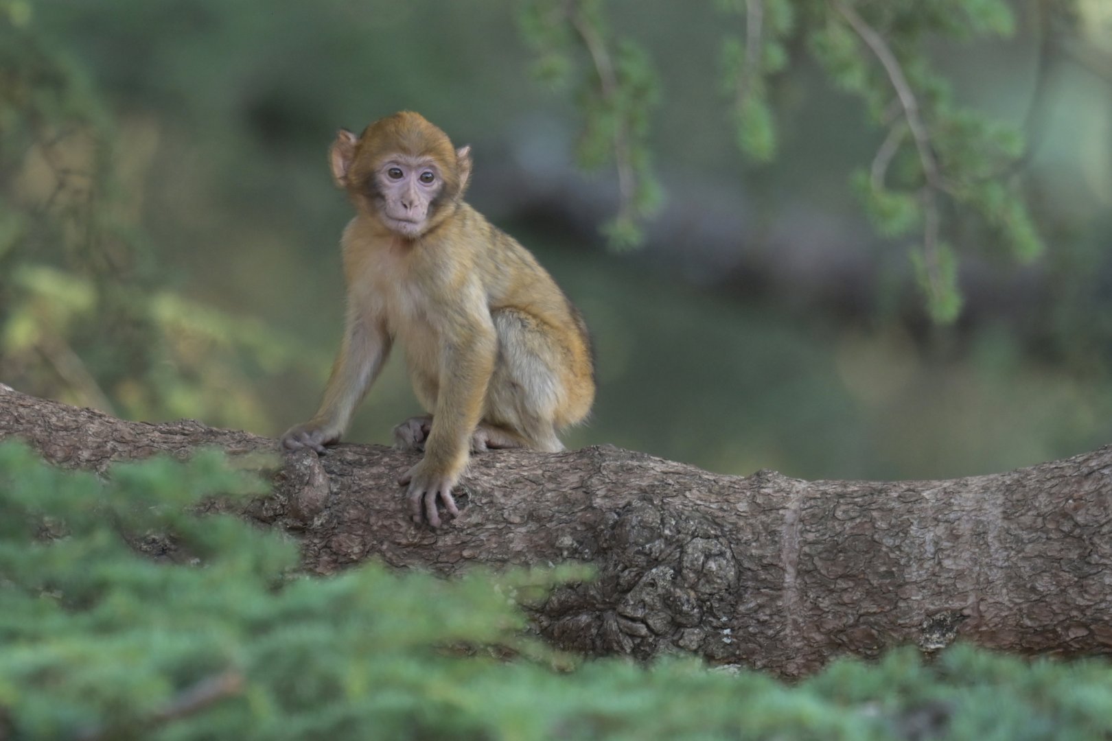 Barbary macaque (Macaca sylvanus)