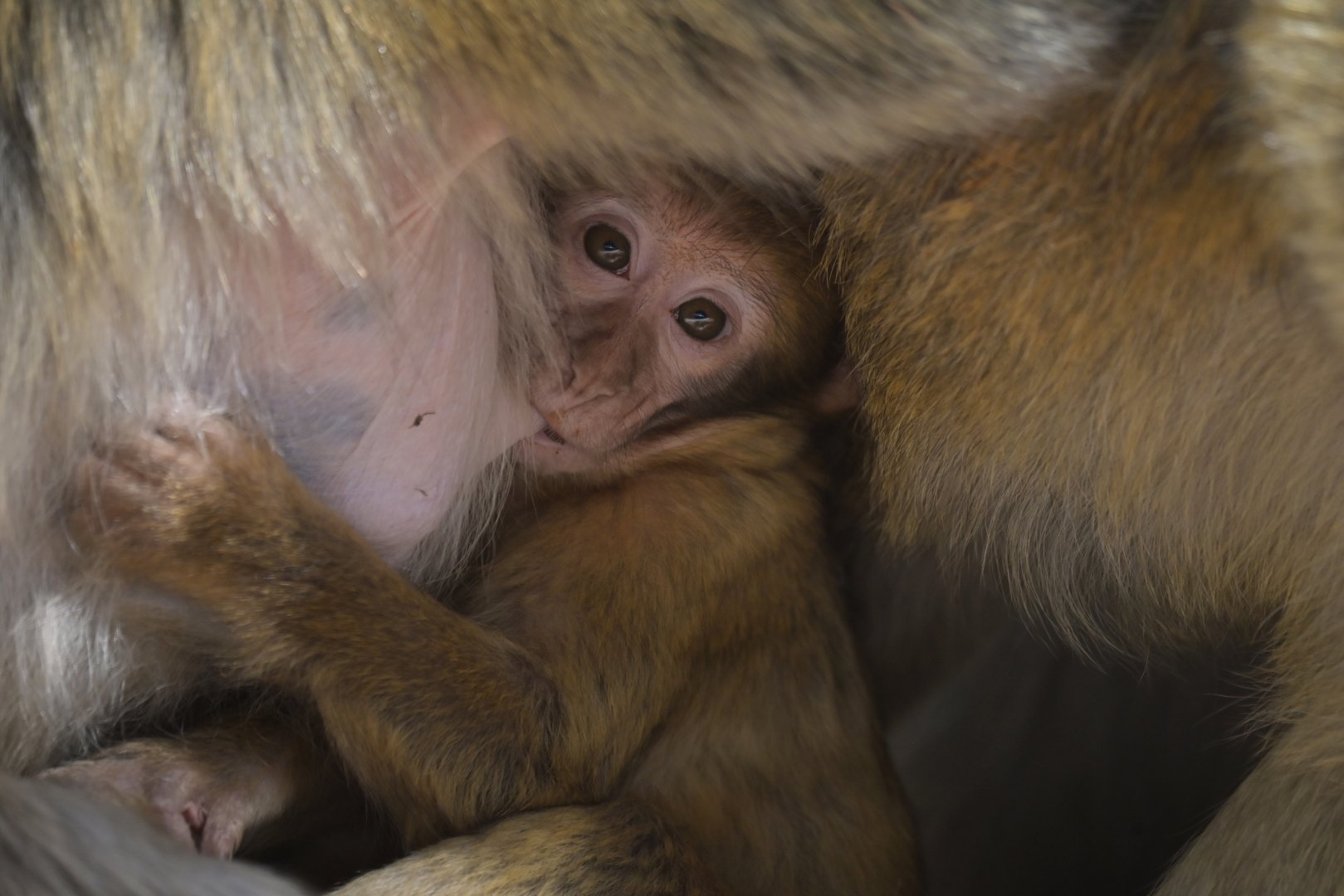 Barbary macaque (Macaca sylvanus)