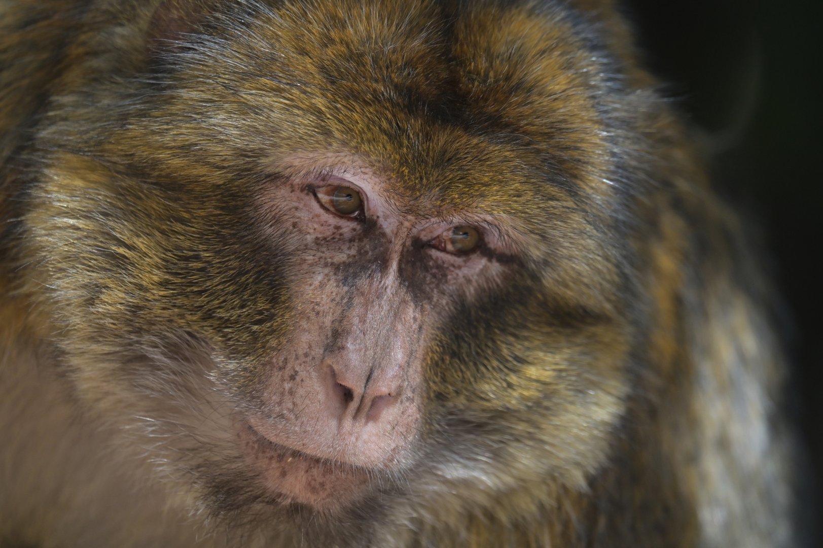 Barbary macaque (Macaca sylvanus)