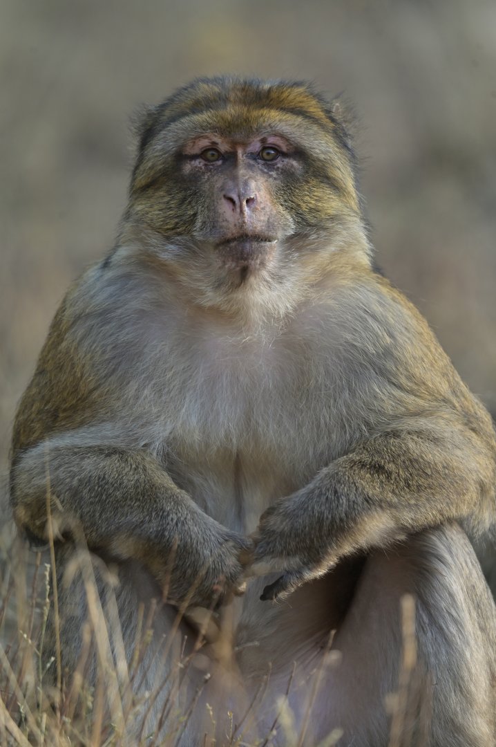 Barbary macaque (Macaca sylvanus)