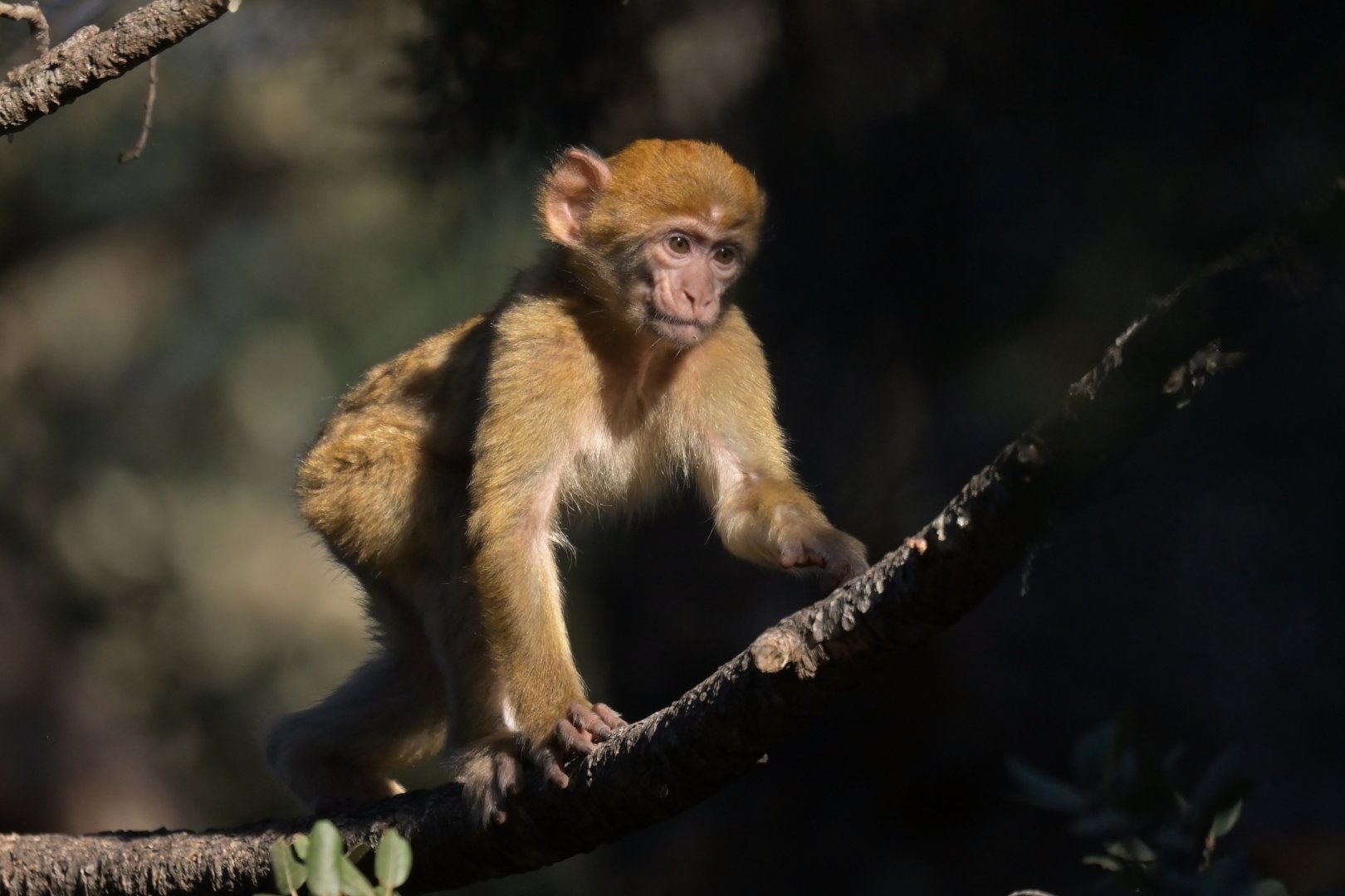 Barbary macaque (Macaca sylvanus)