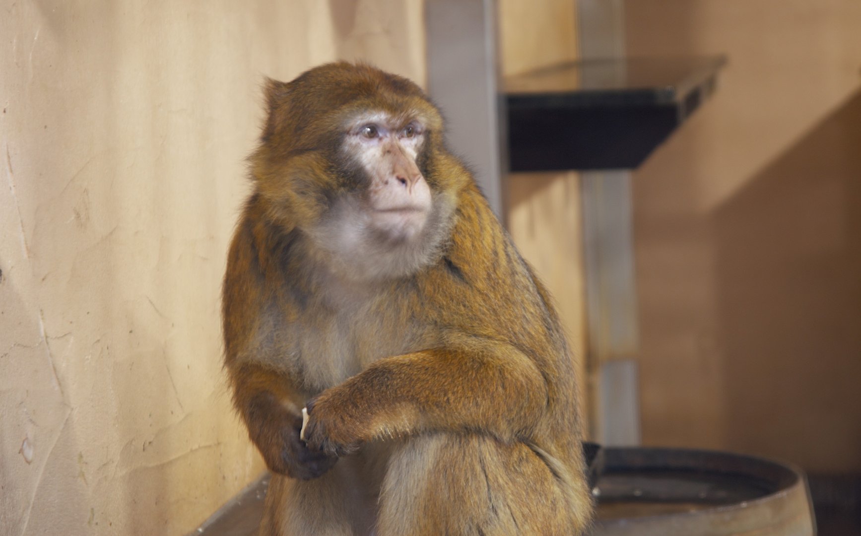 Barbary Macaque (Macaca sylvanus)