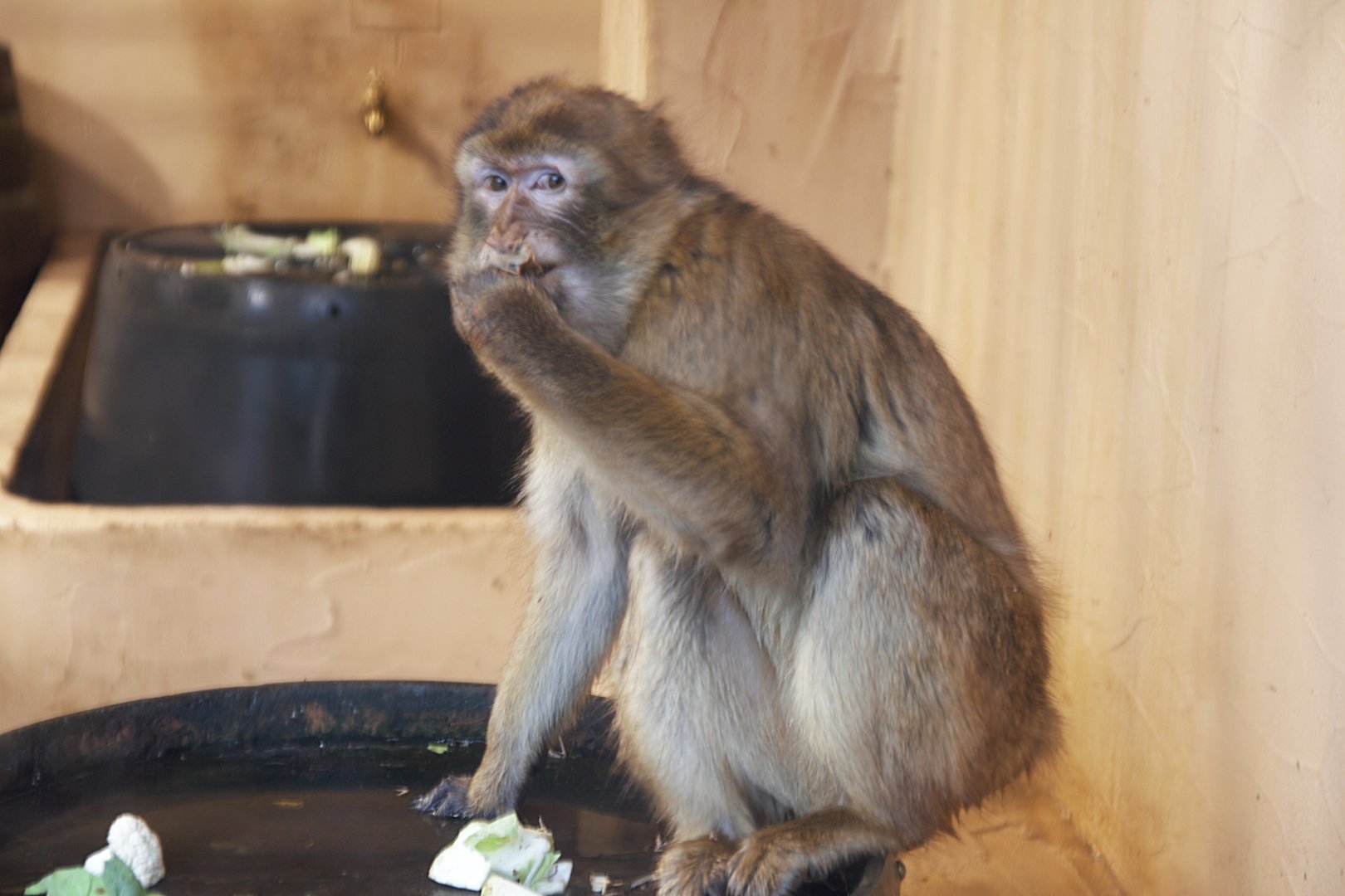 Barbary Macaque (Macaca sylvanus)