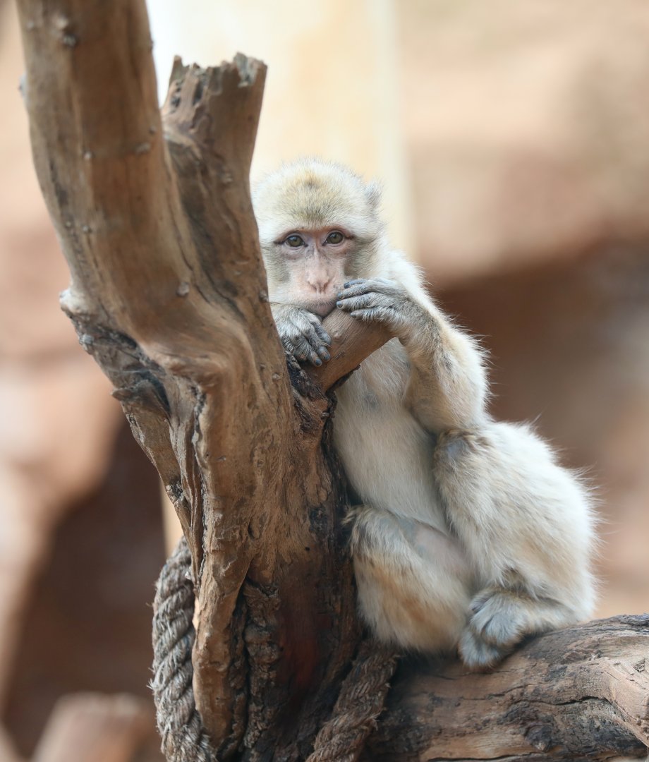 Barbary macaque (Macaca sylvanus)