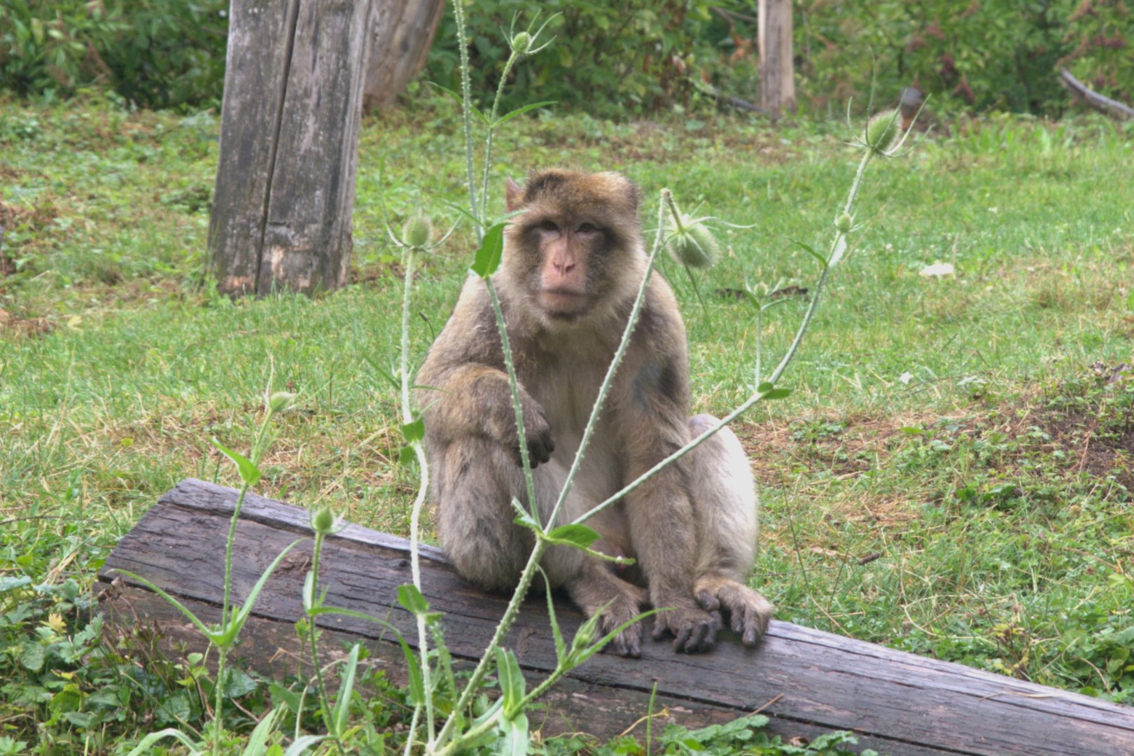 Barbary Macaque (Macaca sylvanus)