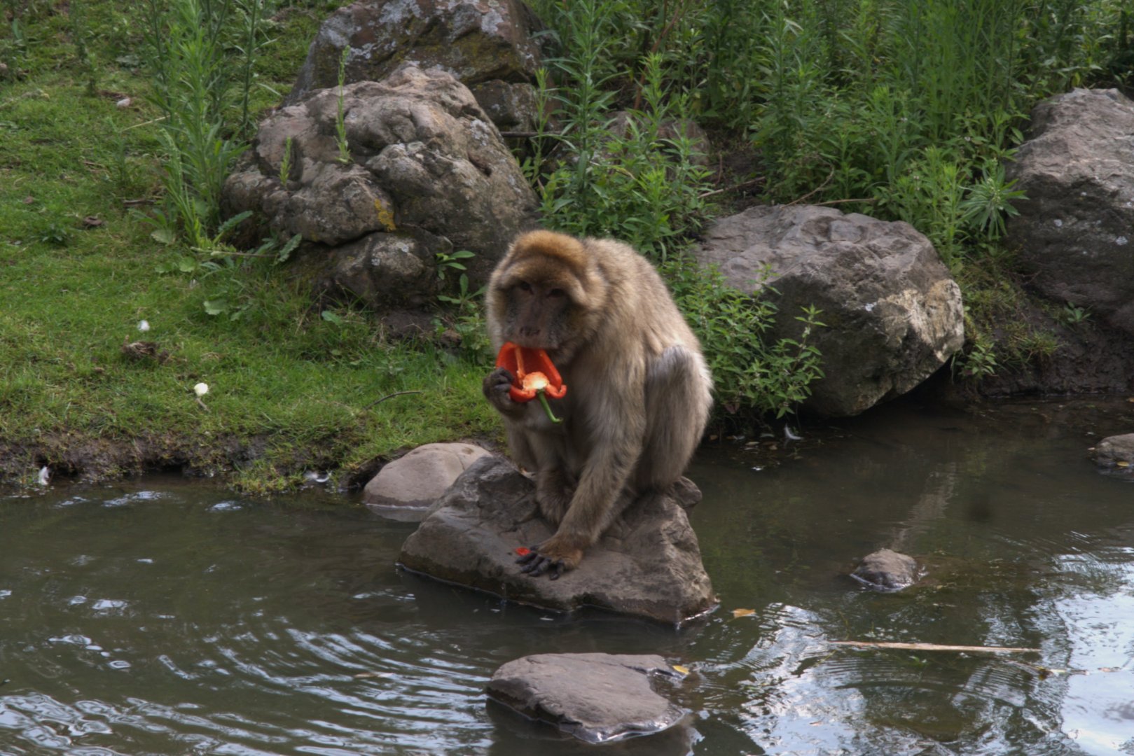 Barbary Macaque (Macaca sylvanus)