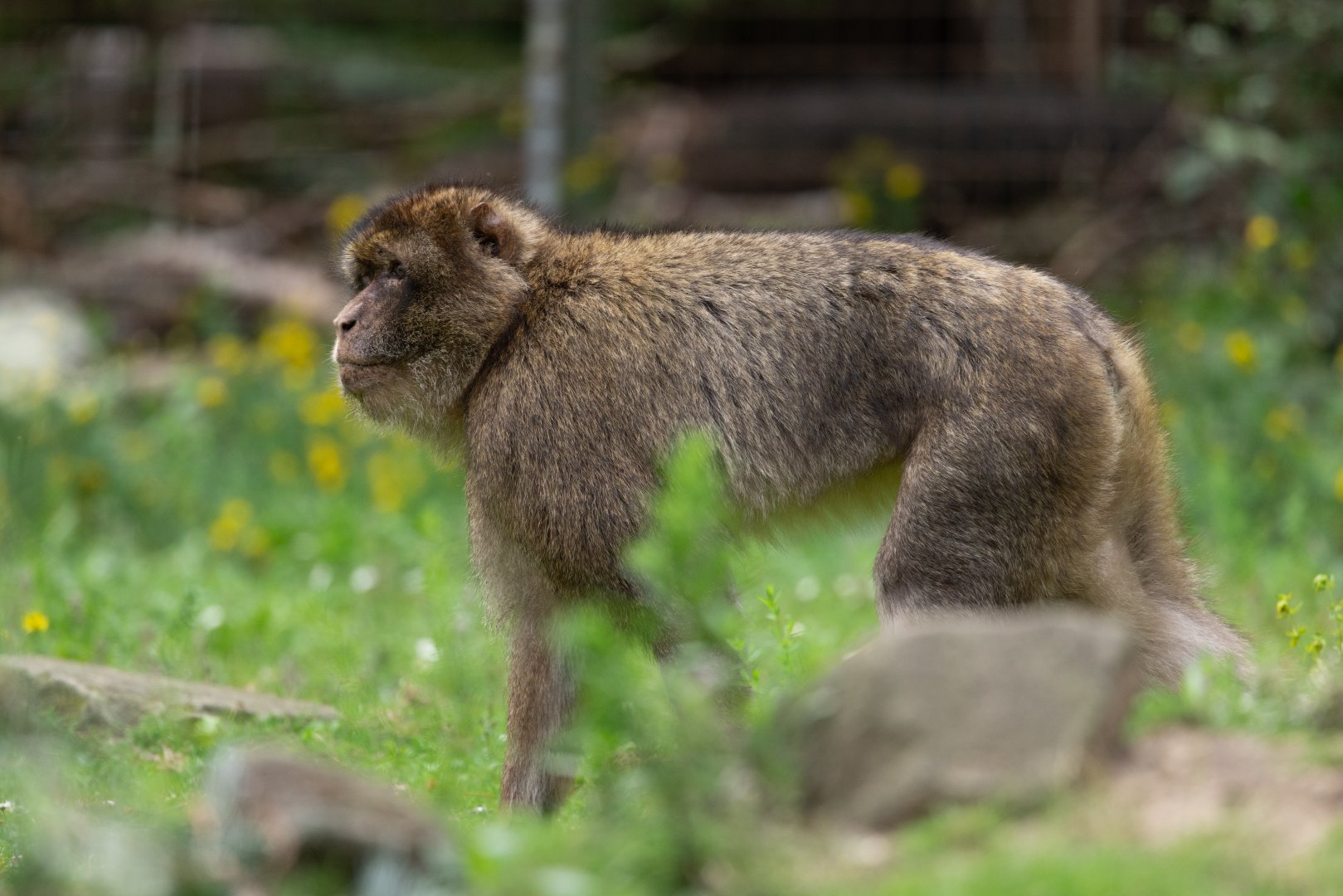 Barbary Macaque (Macaca sylvanus)