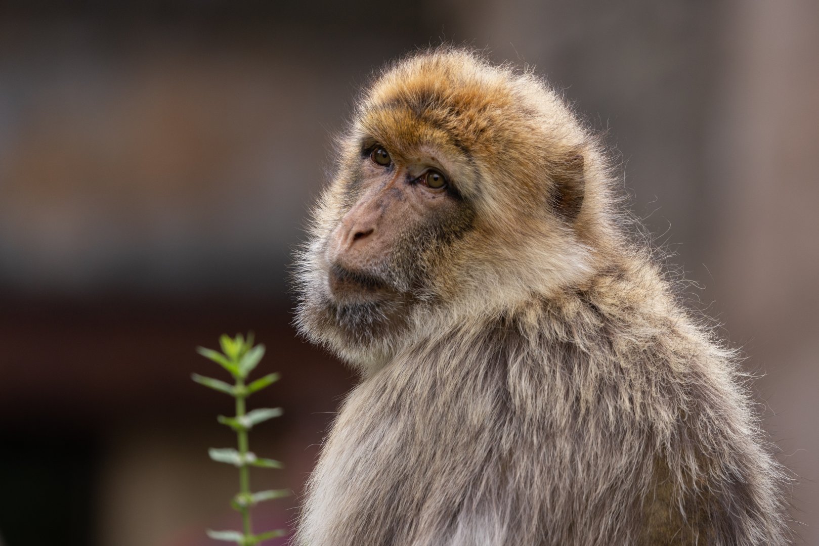 Barbary Macaque (Macaca sylvanus)