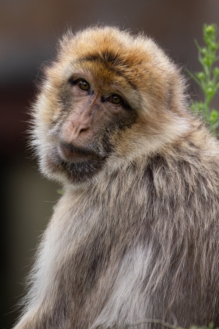 Barbary Macaque (Macaca sylvanus)