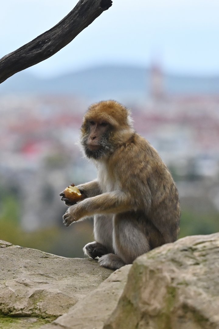 barbary macaque Macaca sylvanus