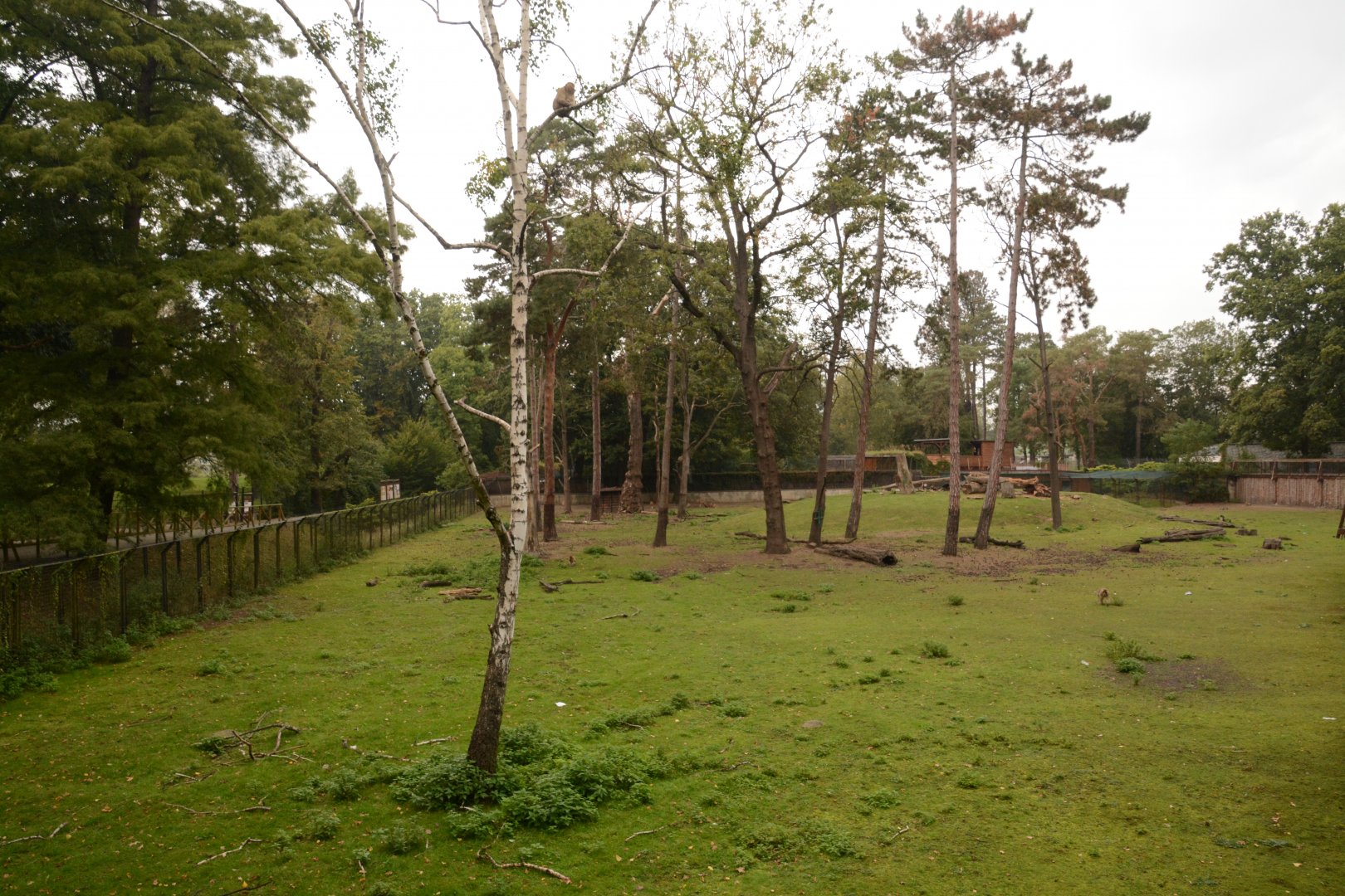 Barbary Macaque & Mouflon enclosure