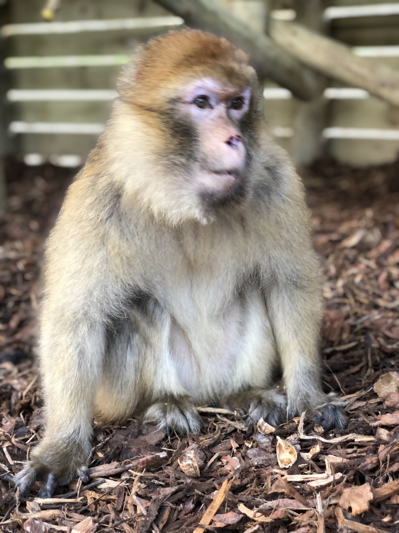 Barbary macaque, Ndidi