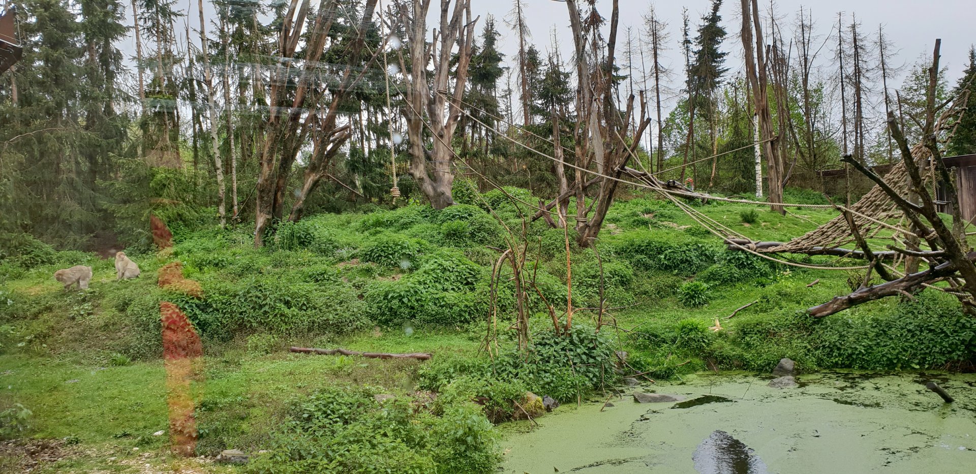 Barbary macaque-outdoor-enclosure
