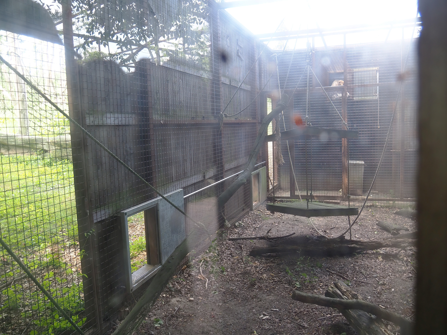 Barbary macaque outdoor holding, 2023-07-18